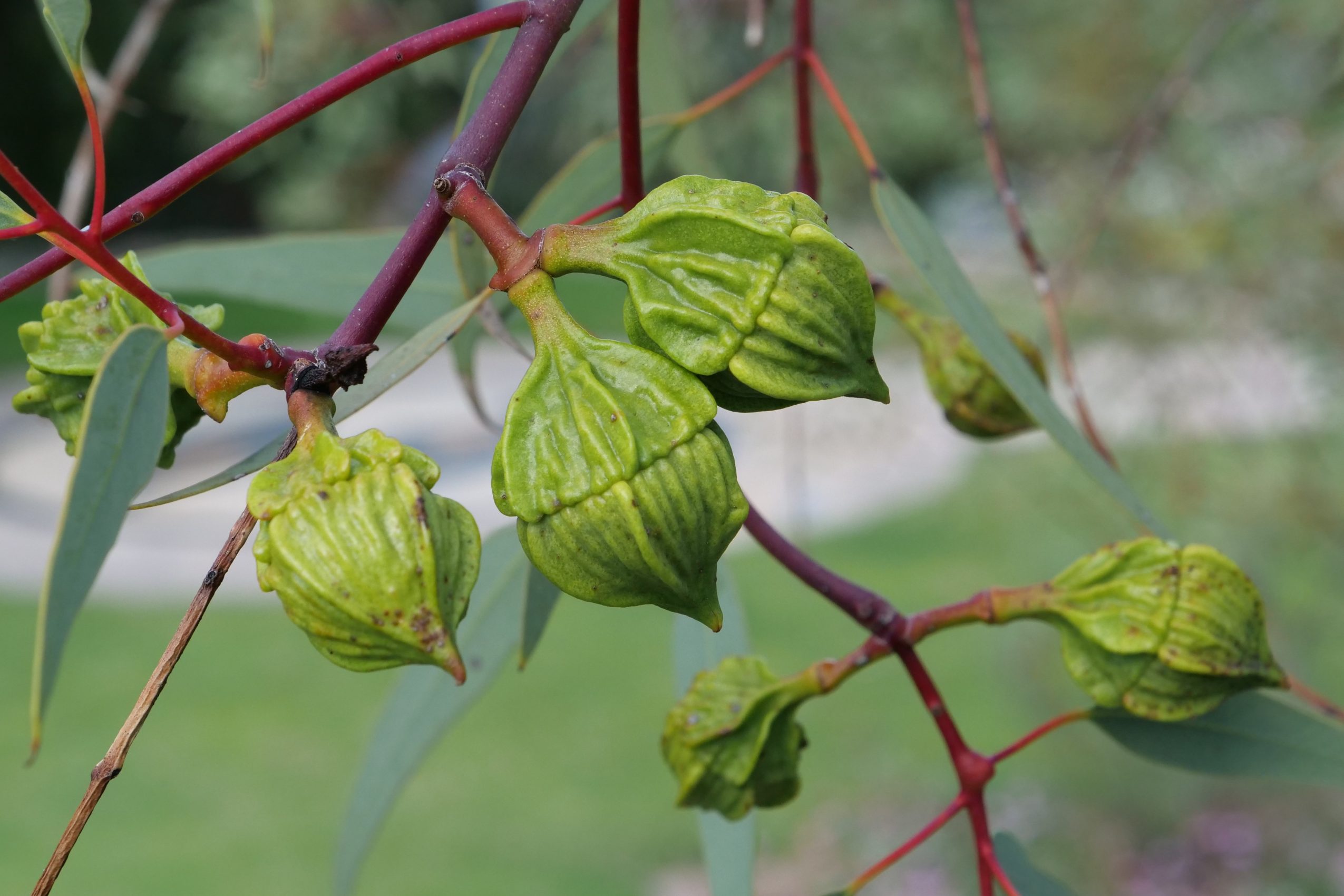 Large-fruited mallee: fruits, pre-blooming. Copyright Doug Spencer