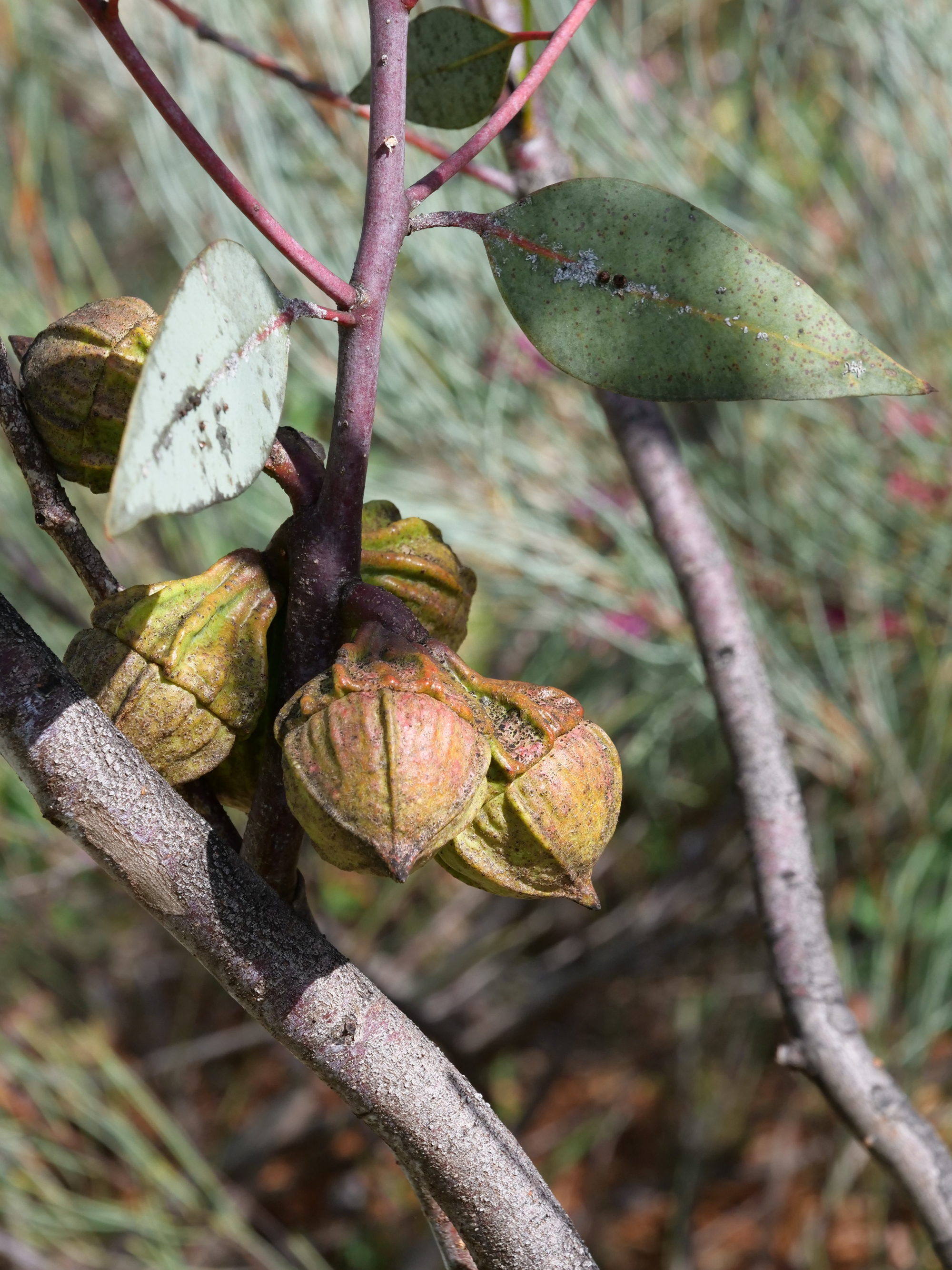 Large-fruited mallee, fruits, pre-blooming. Copyright Doug Spencer
