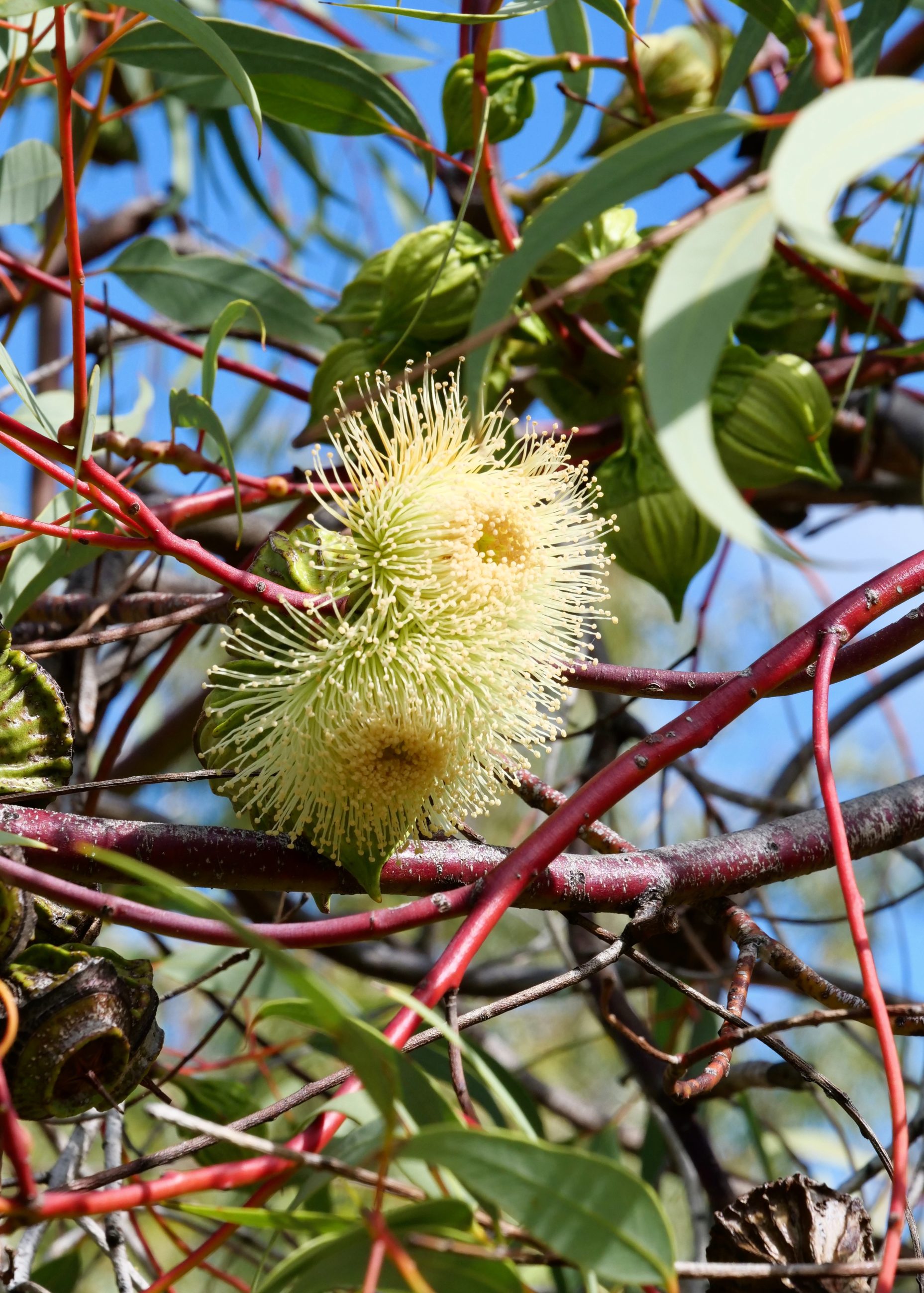 Large-fruited mallee, blooming