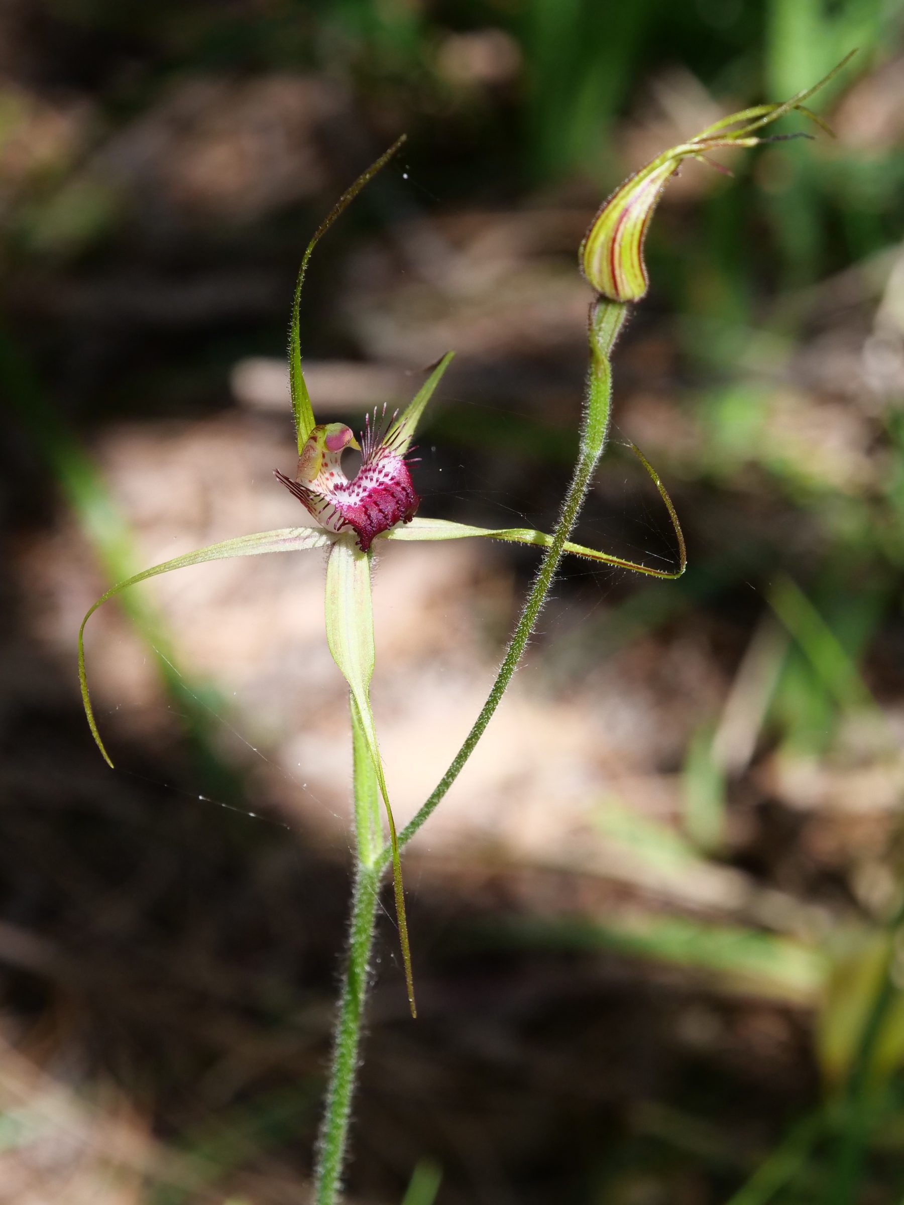 Spider orchid, Kings Park