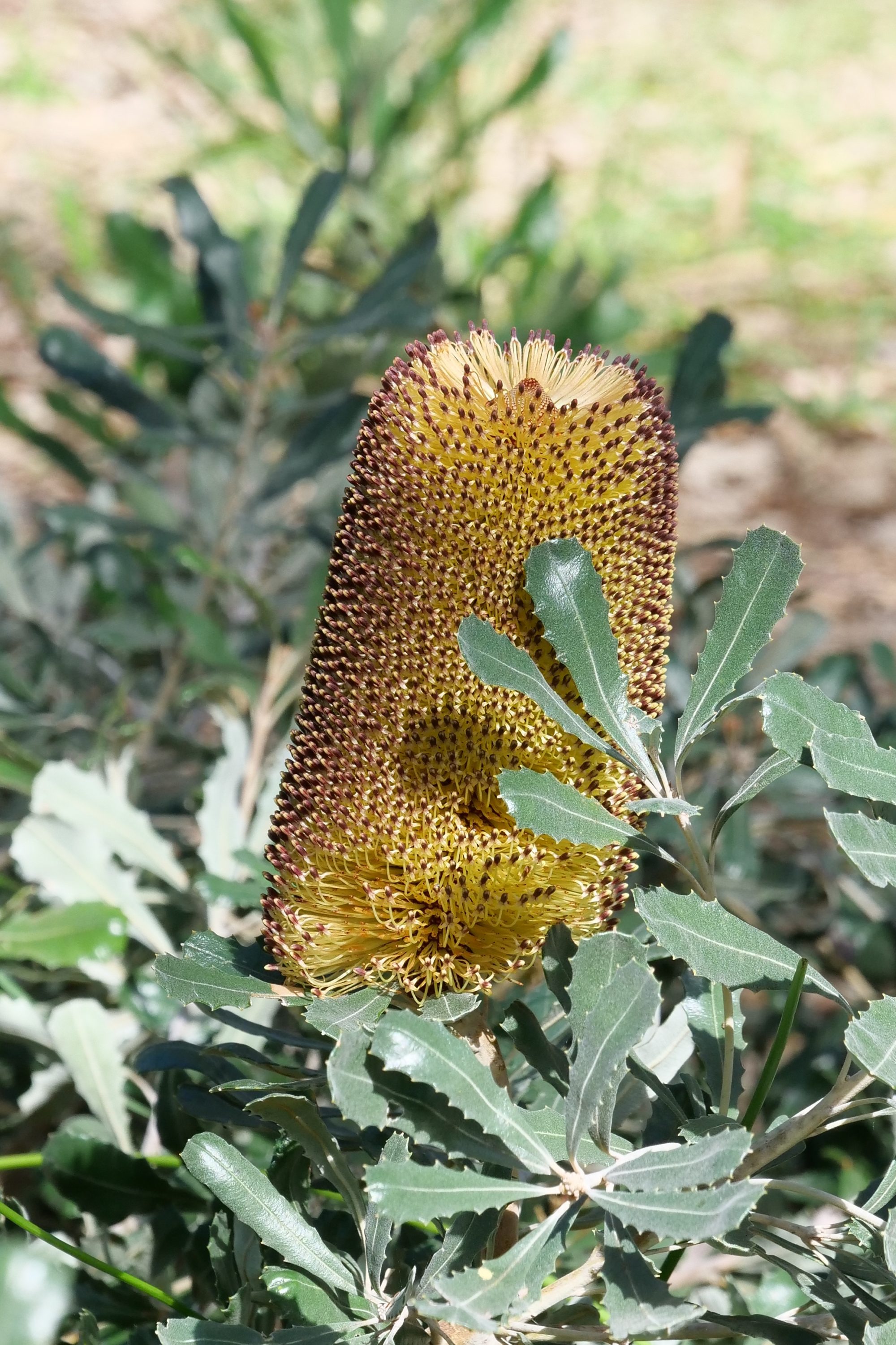 Epic Banksia, Kings Park.