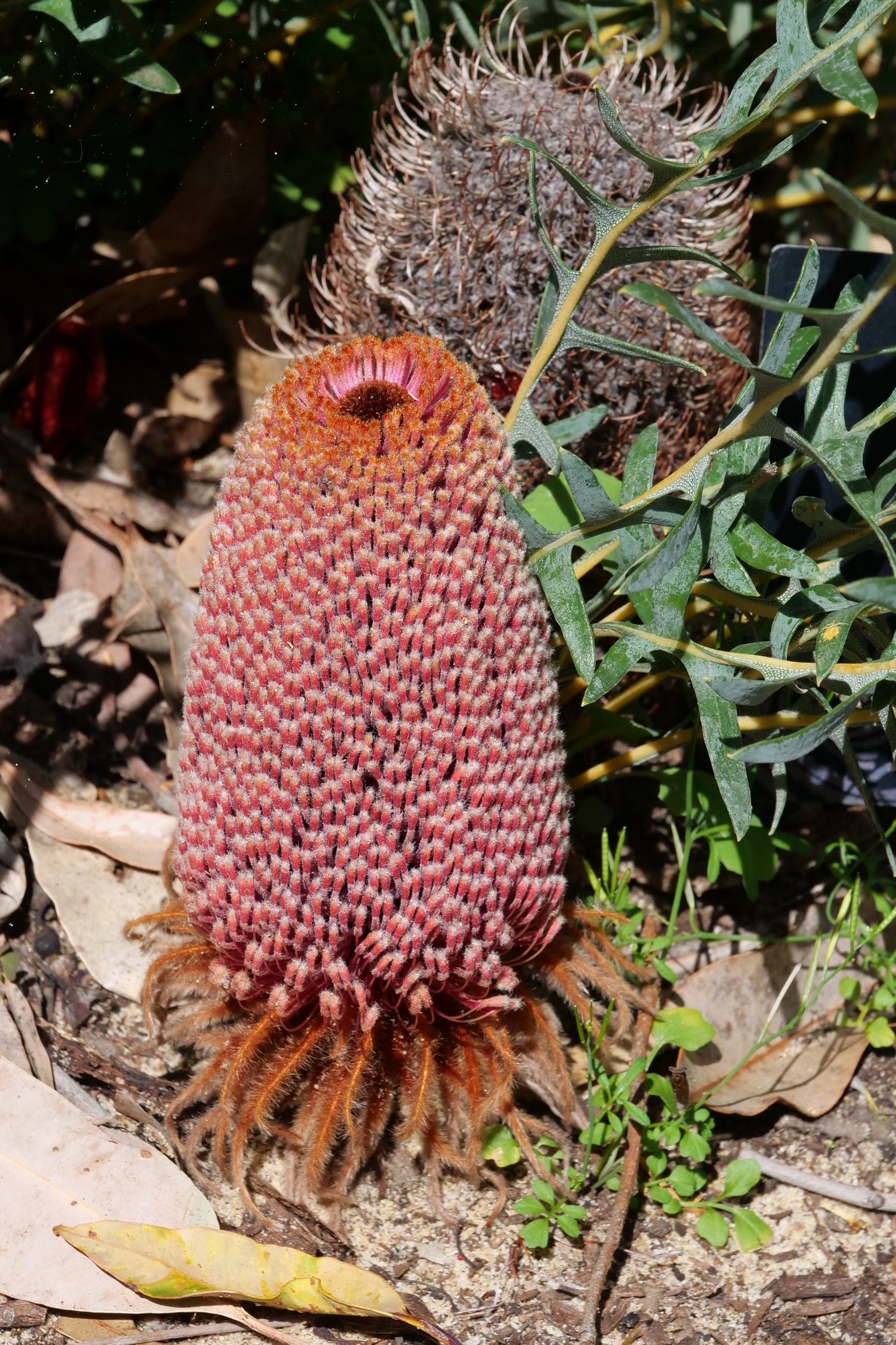 Banksia blechnifolia, 11 September 2019. Copyright Doug Spencer