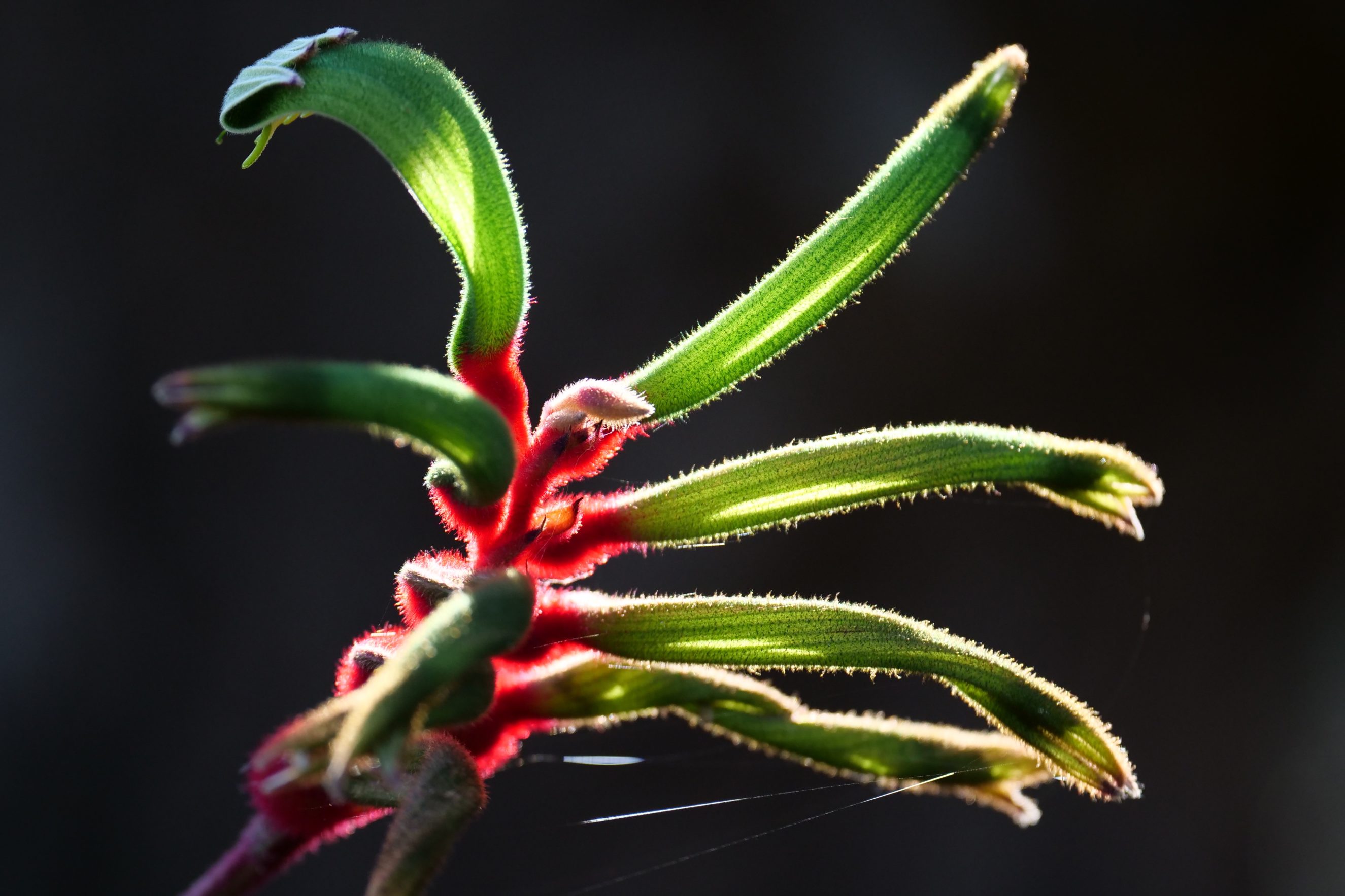 Kangaroo Paw, backlit