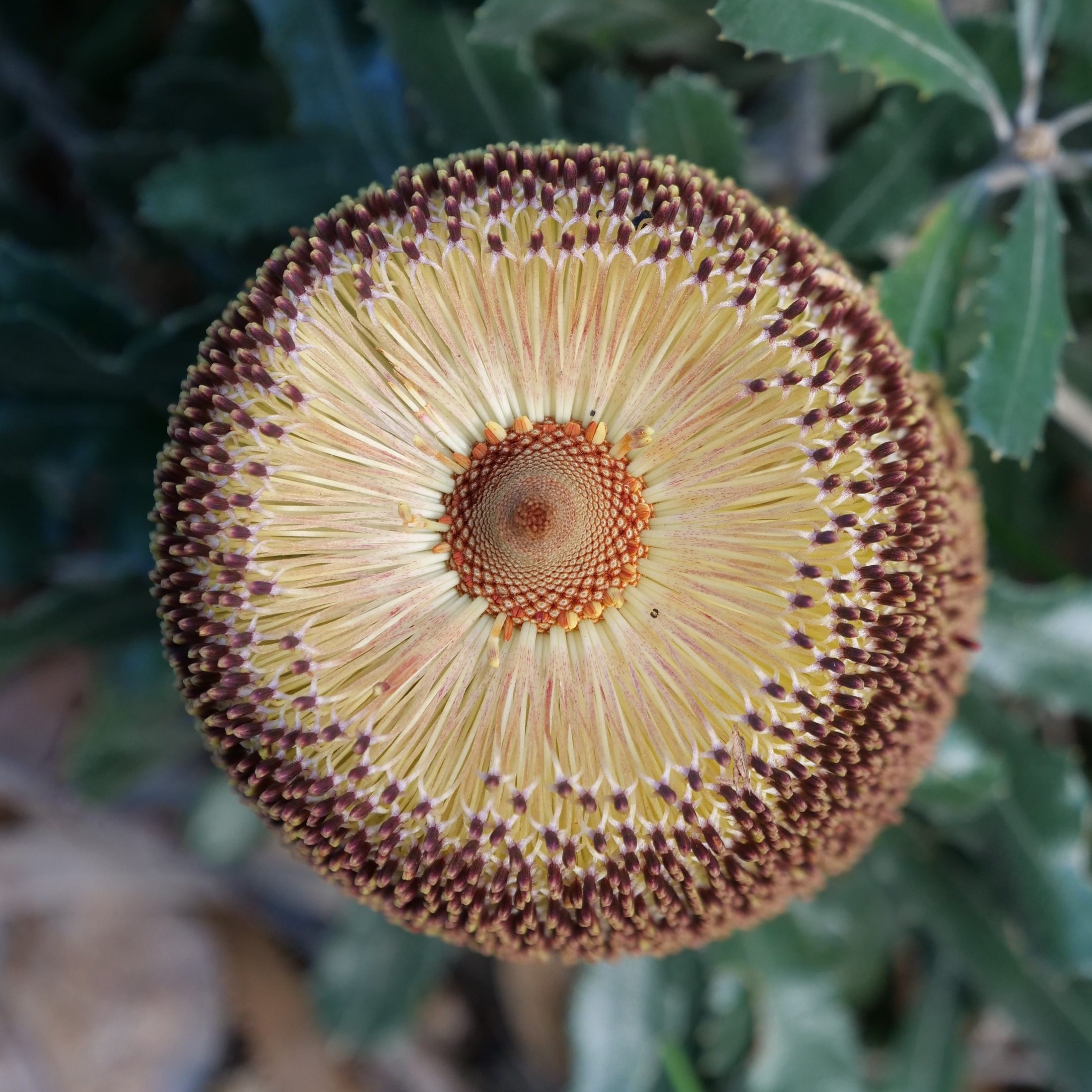 Epic Banksia, aerial view.