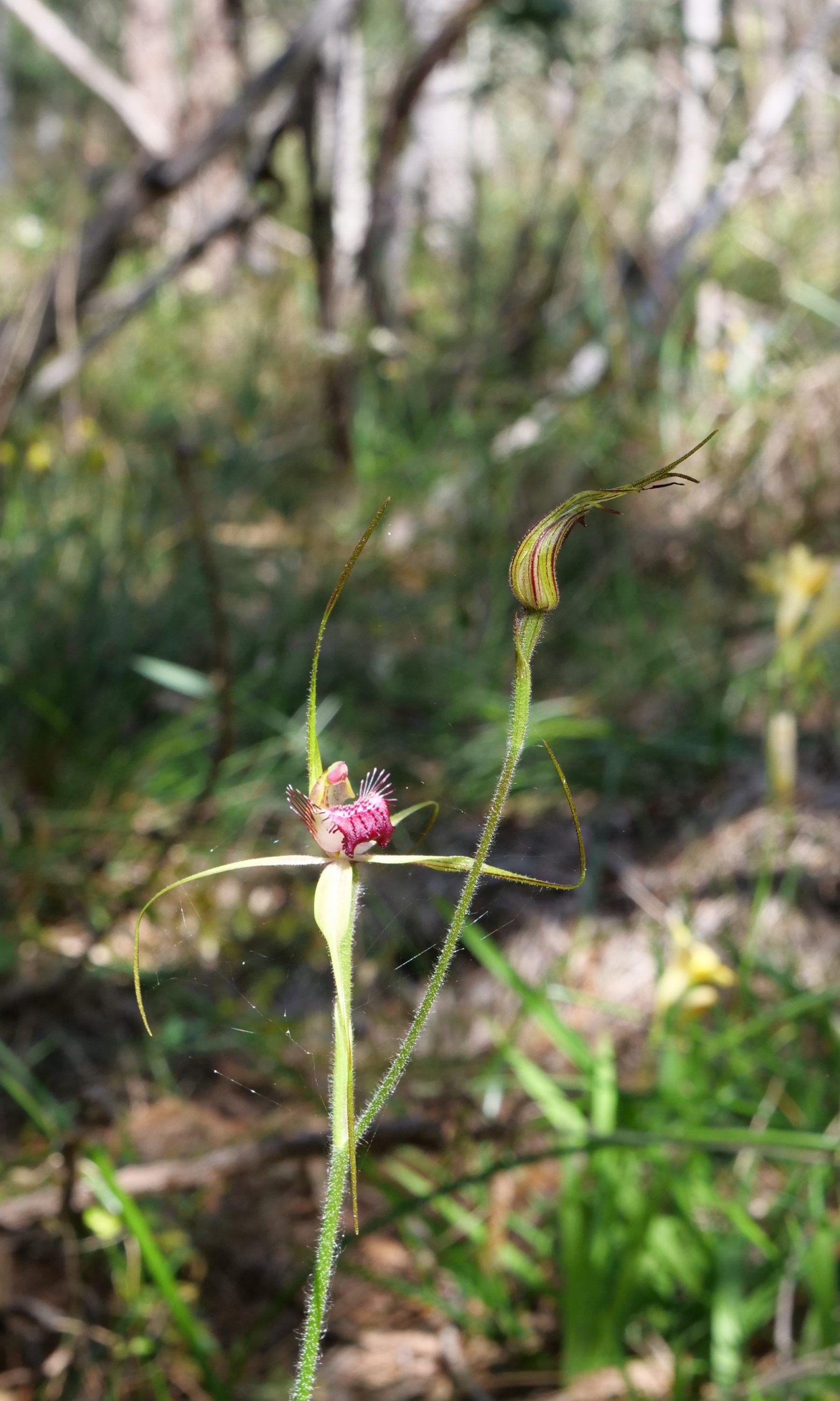 Spider orchid in Banksia woodland