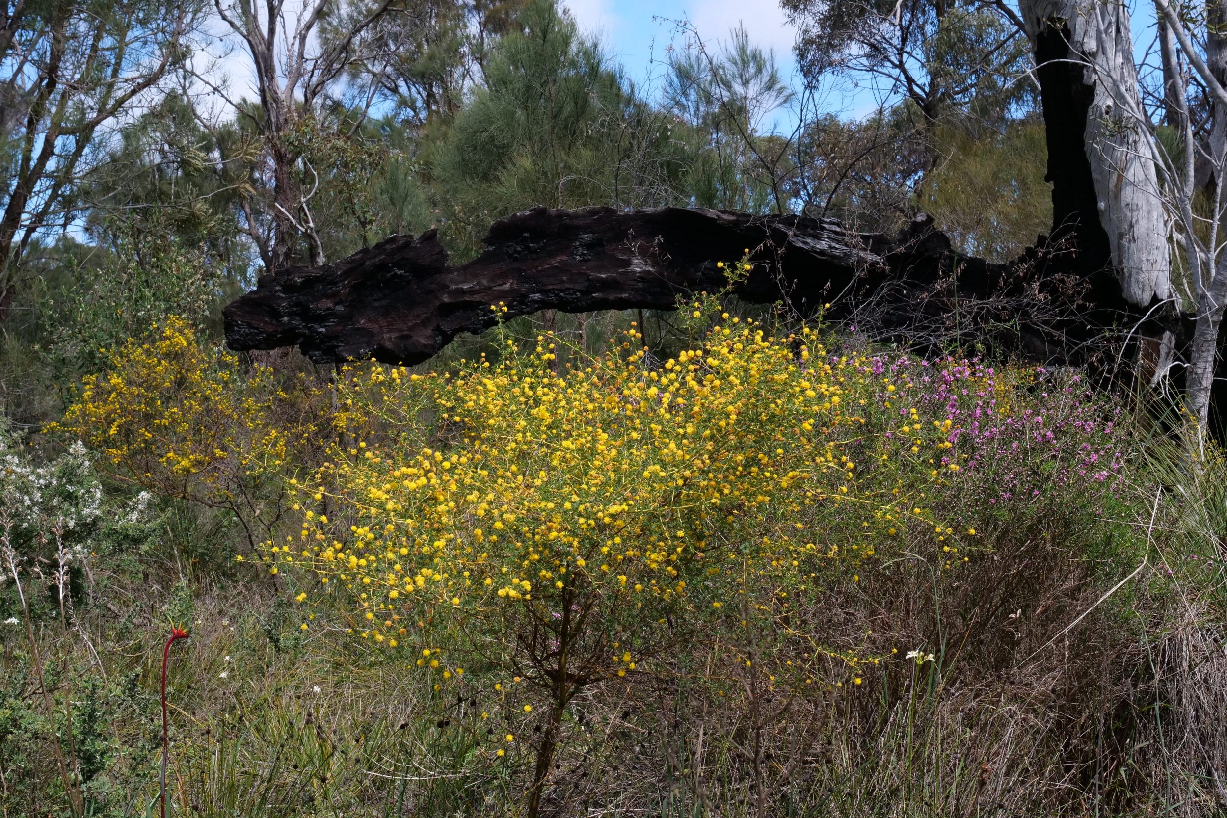 Bushland, Kings Park