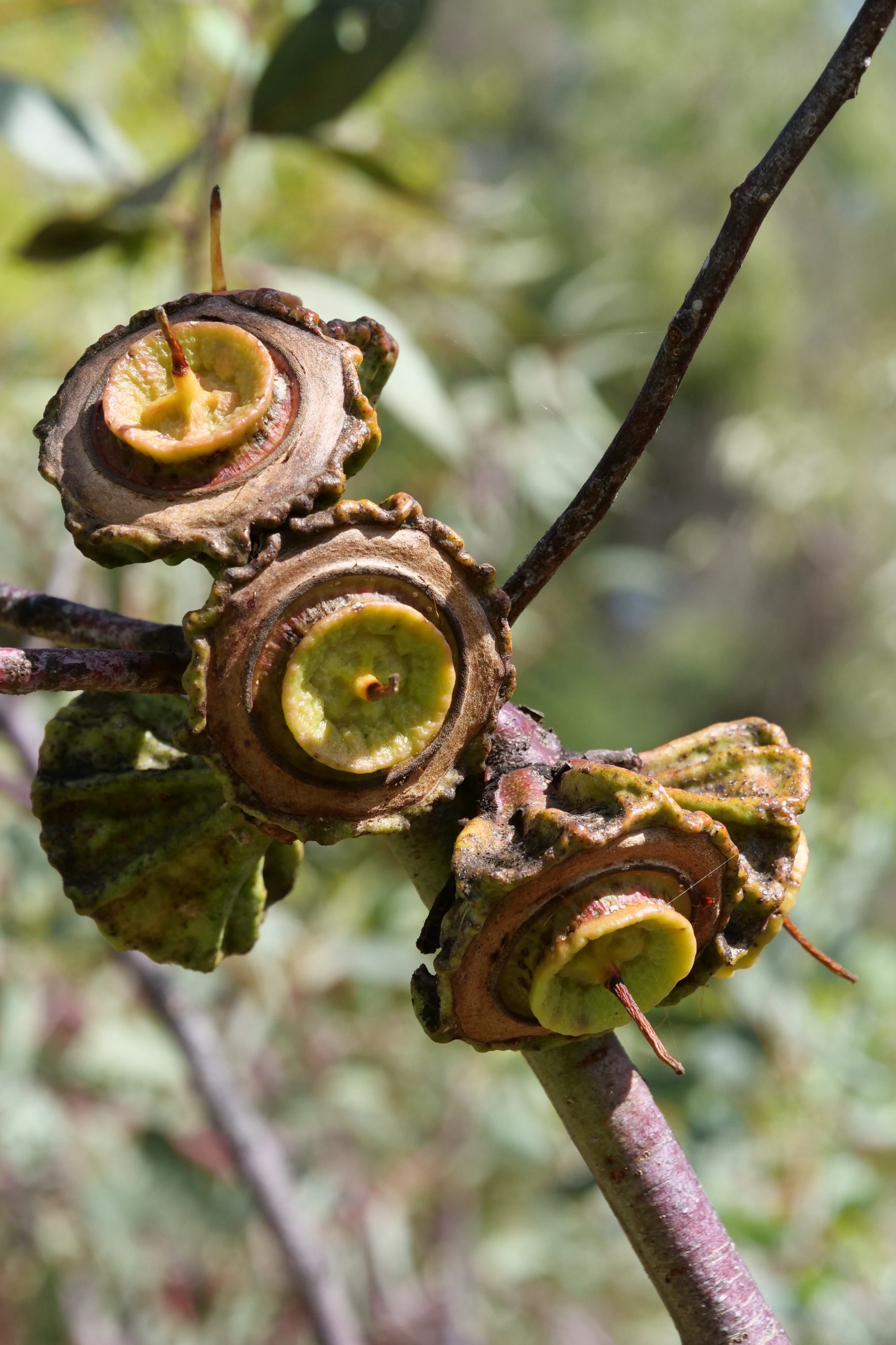 Large-fruited mallee fruits, post blooming. Copyright Doug Spencer