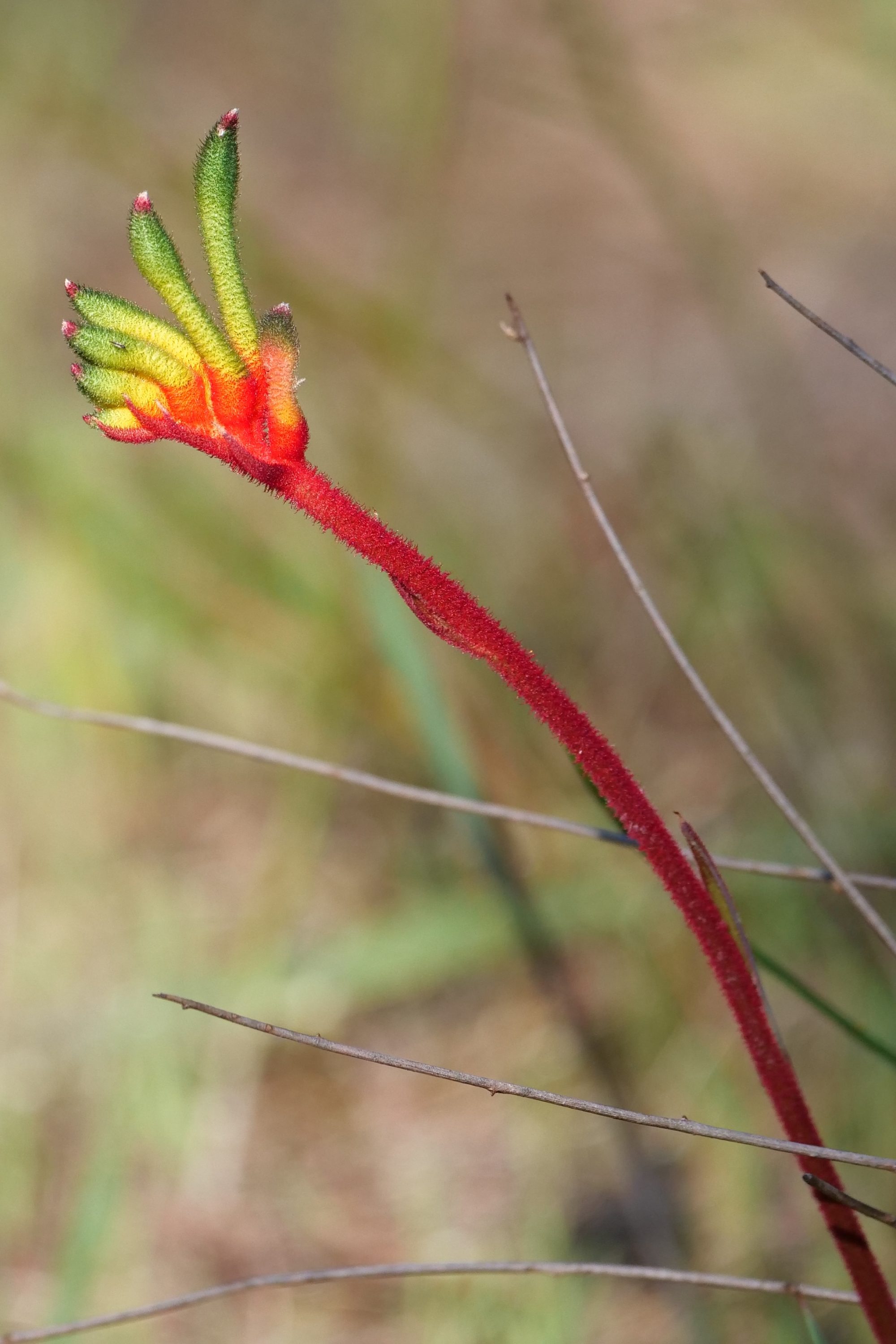 Kanga paw, single “claw”