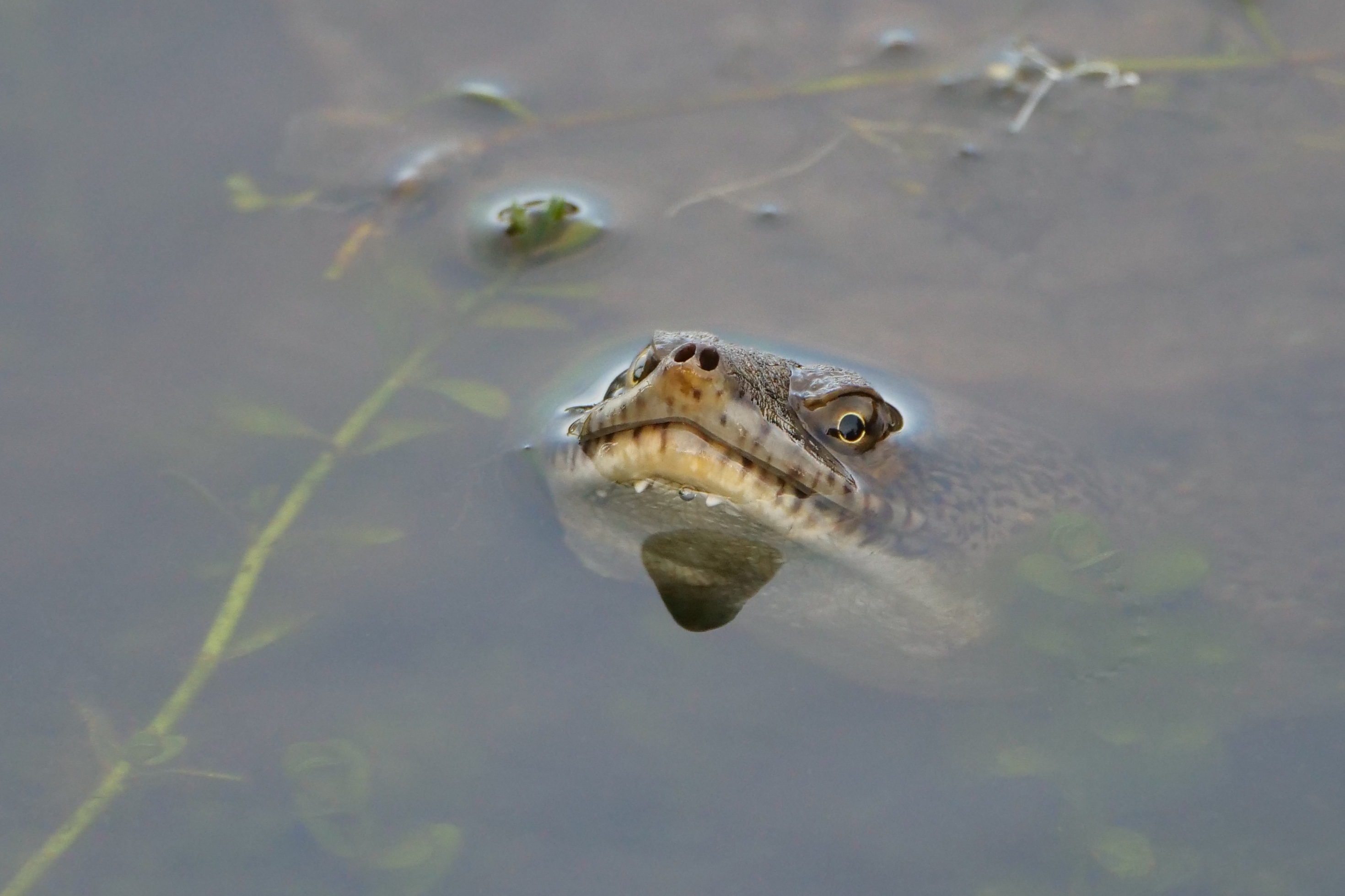 Oblong turtle, Lake Monger, 5.34 pm, 30.09.19. Copyright Doug Spencer