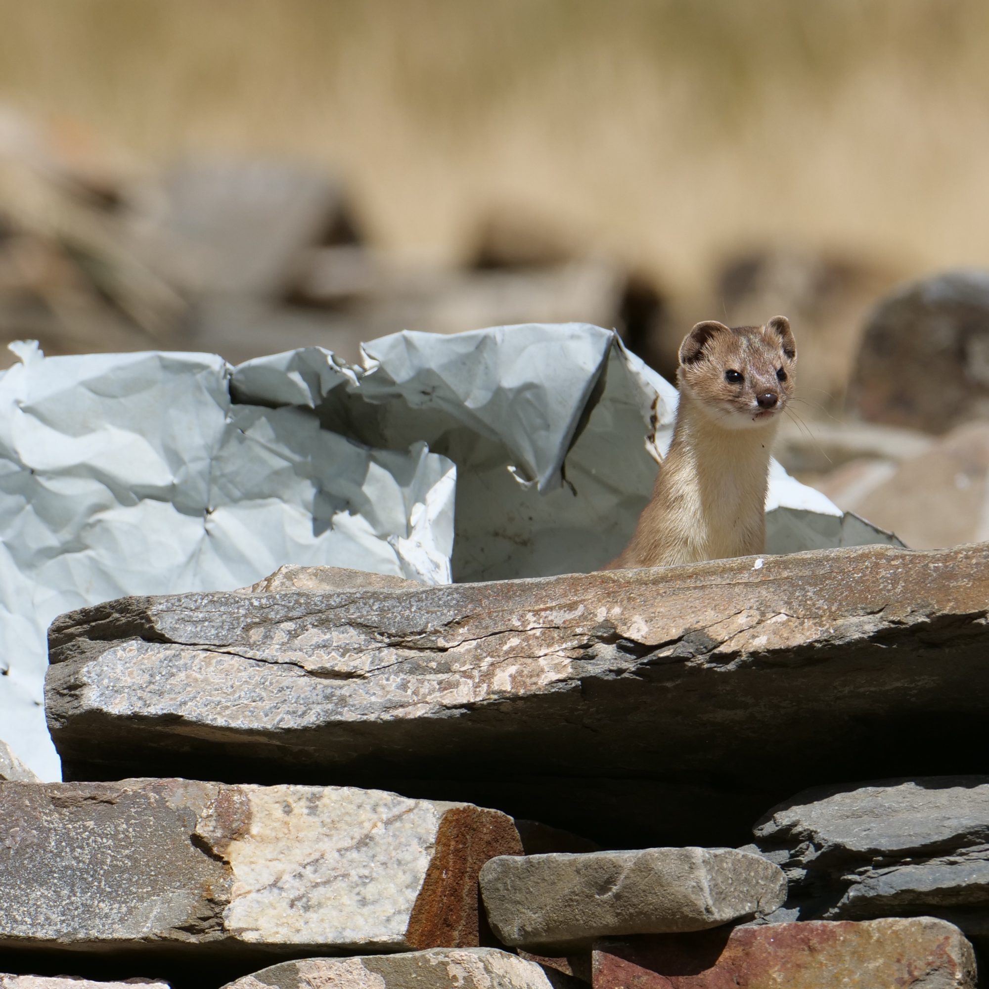 Mountain Weasel