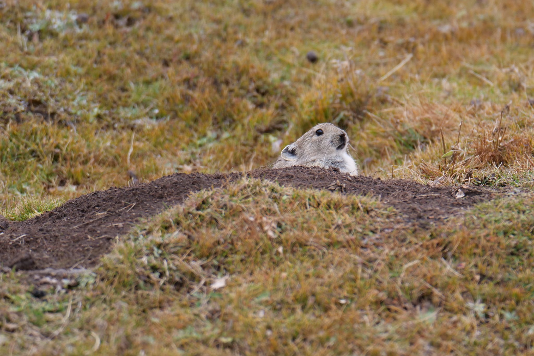 Black-lipped Pika.