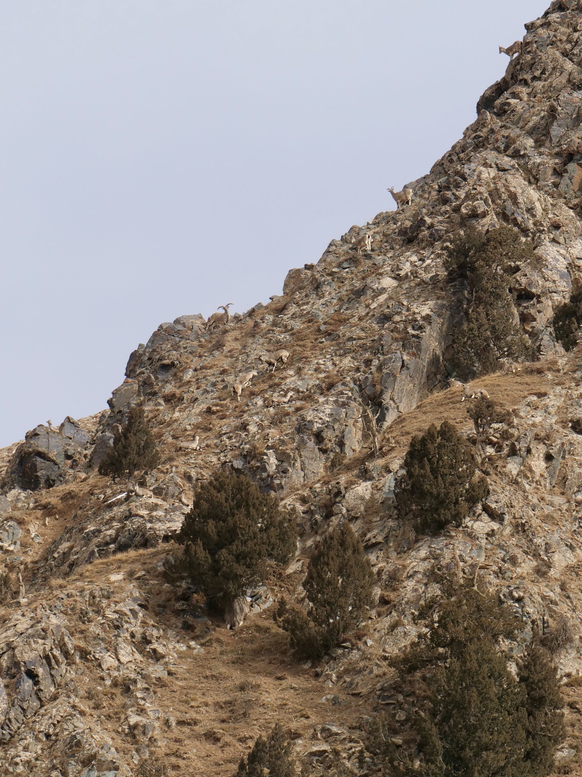 Blue Sheep, Dulan Mountains.