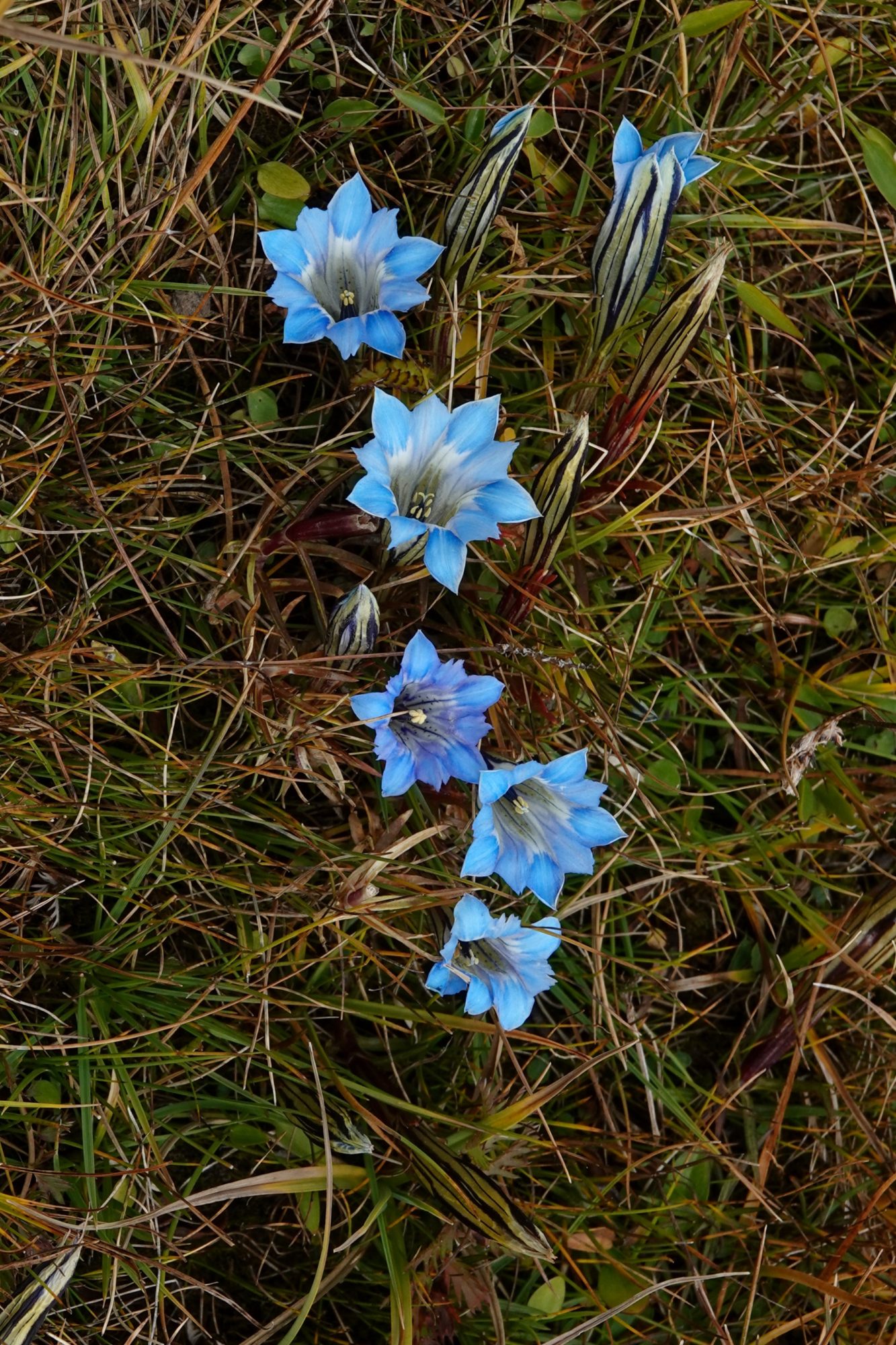 Gentians in valley below Xiewu pass.