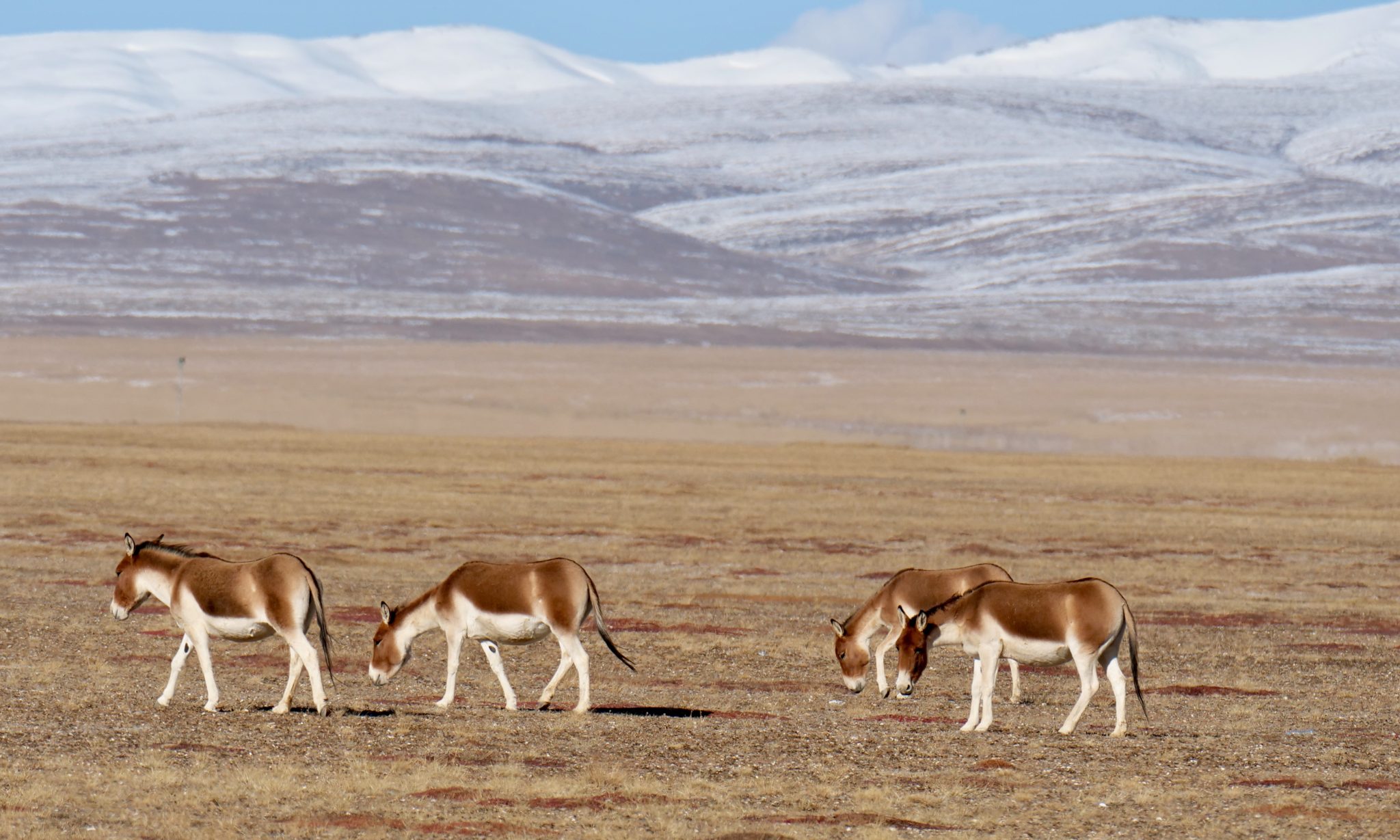 Kiang on the Changtang