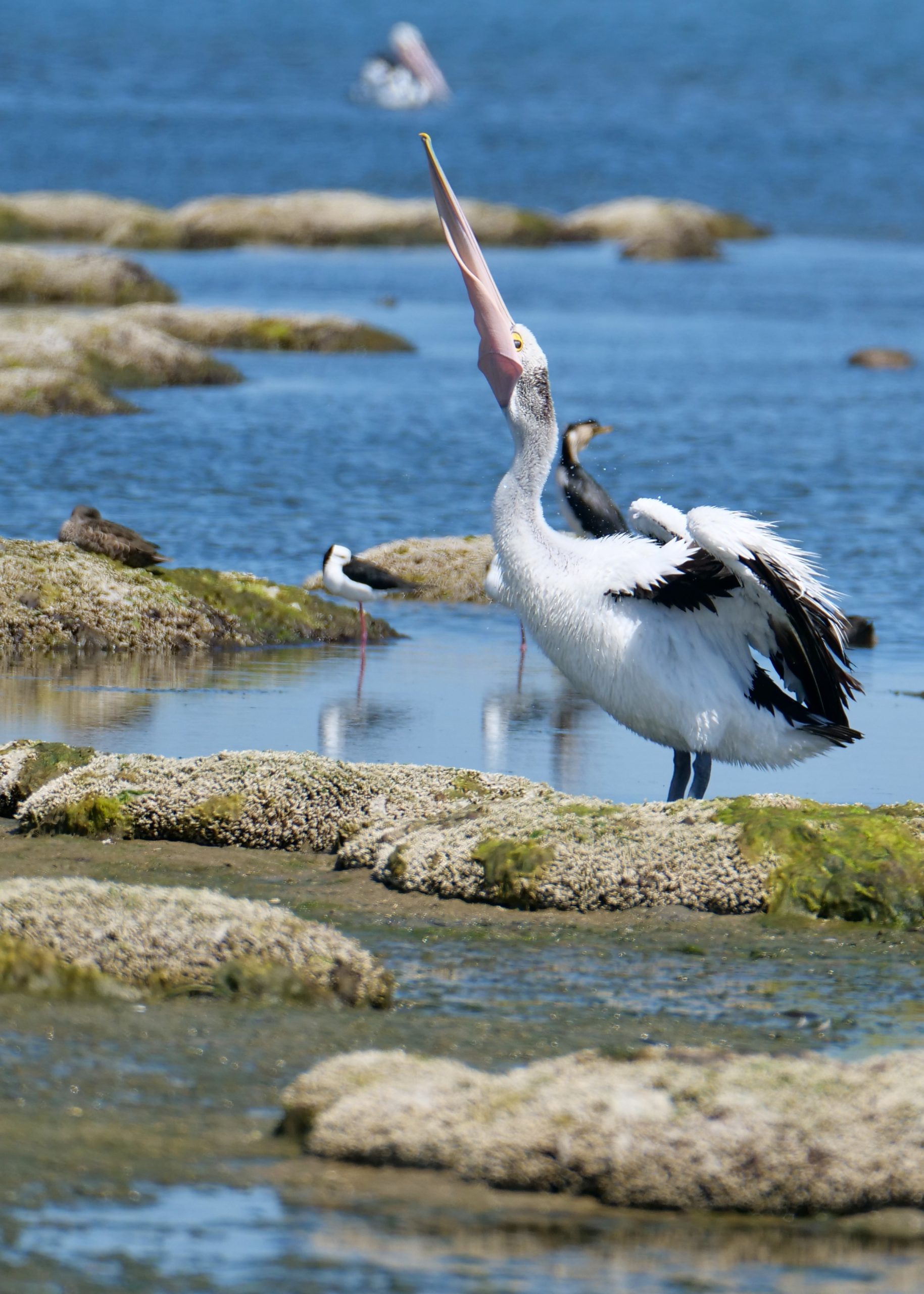 Coorong, near Murray mouth, 14 December 2019. Copyright Doug Spencer