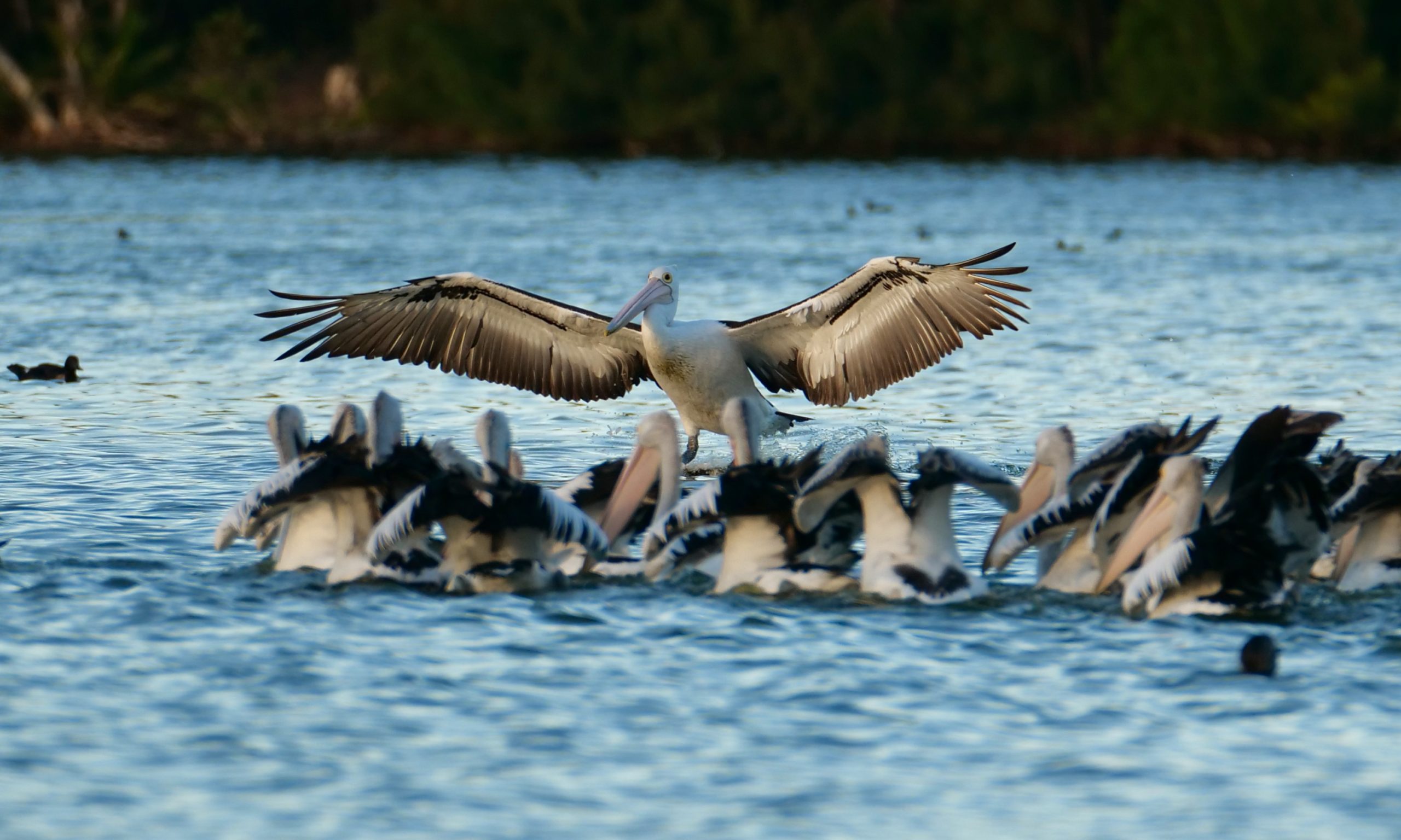 Pelicans, Lake Monger. Jan 02, 2020, 6.49 pm