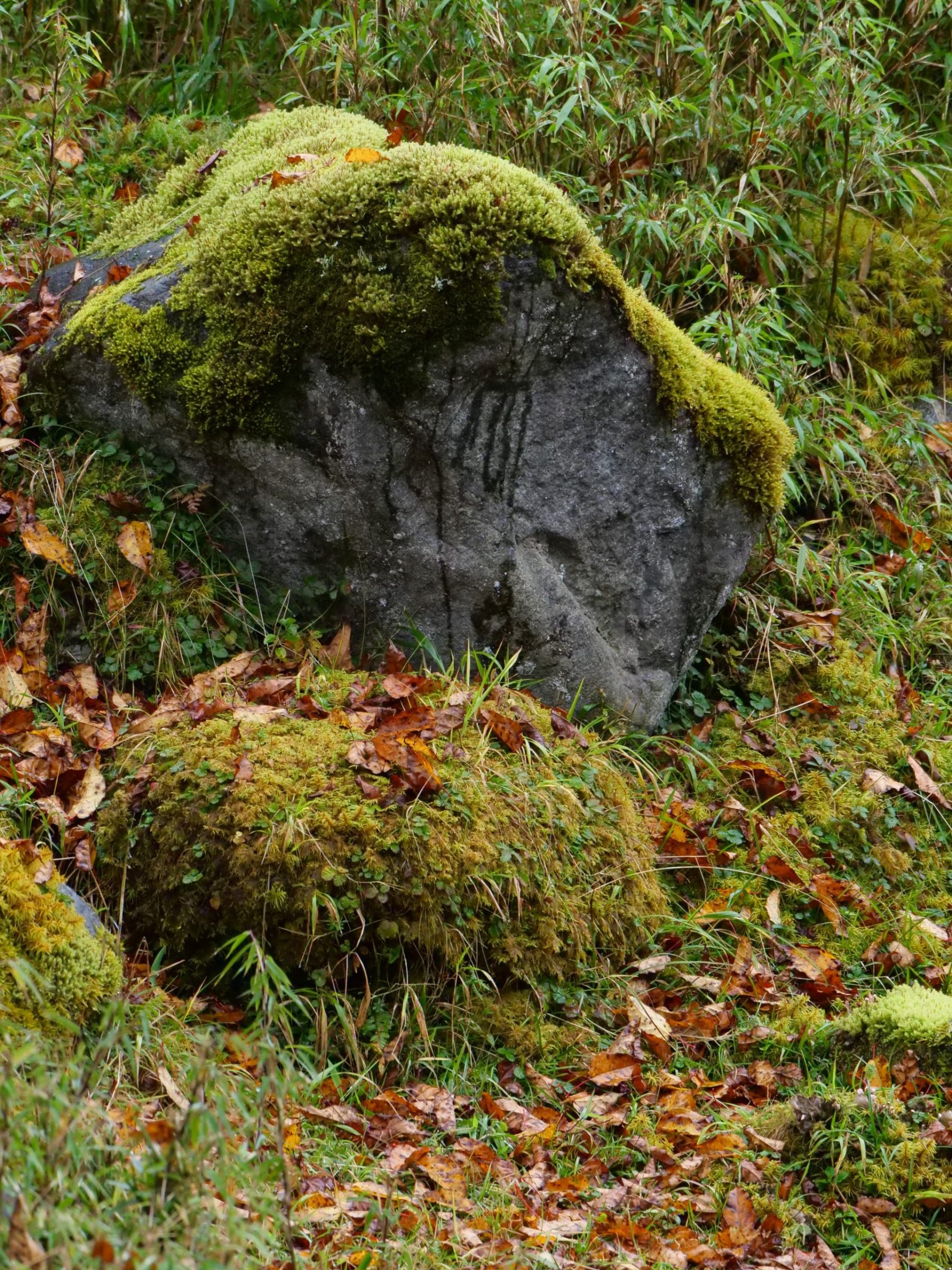 Forest floor, Labahe