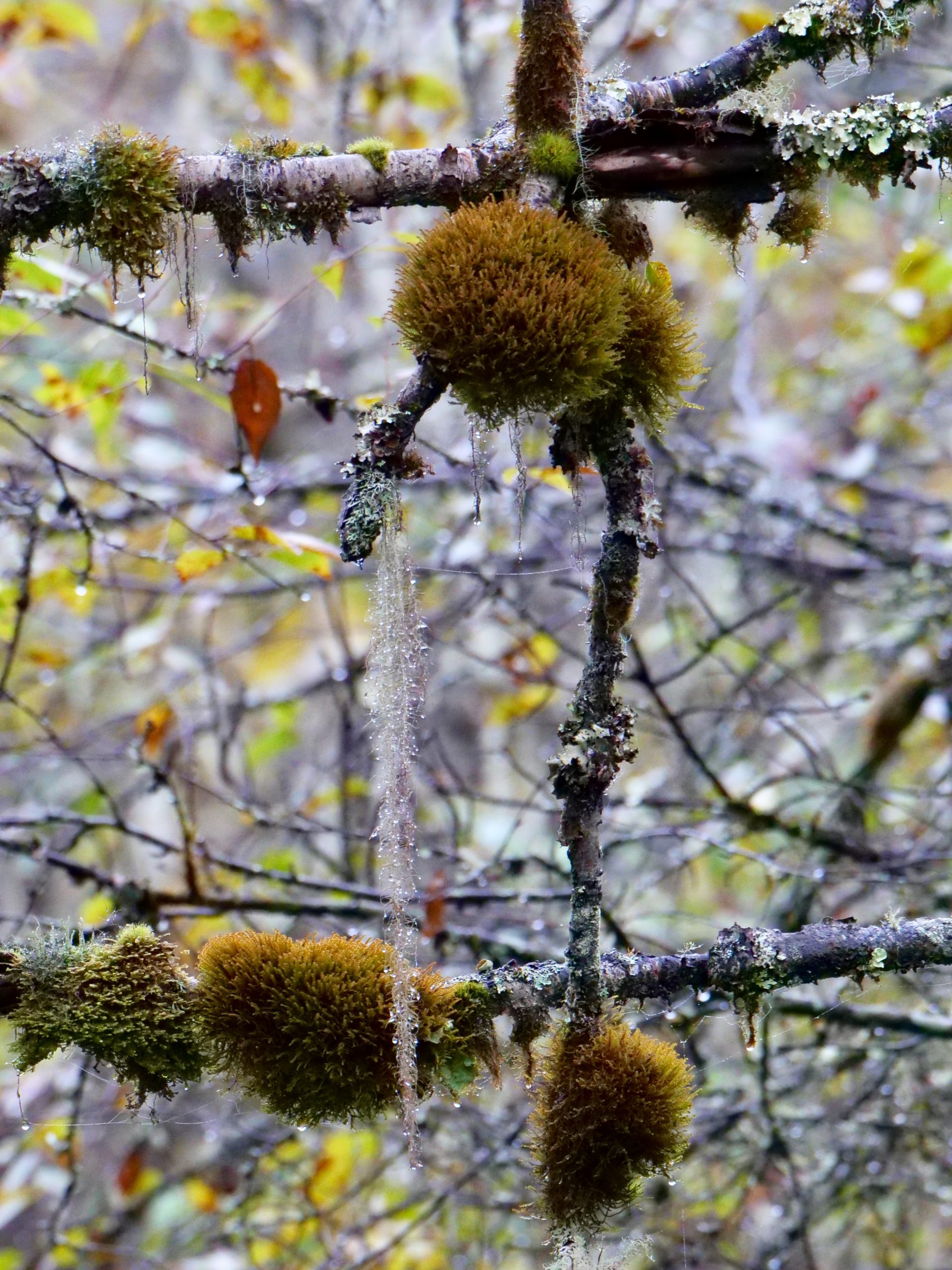 Moss & lichen, Labahe