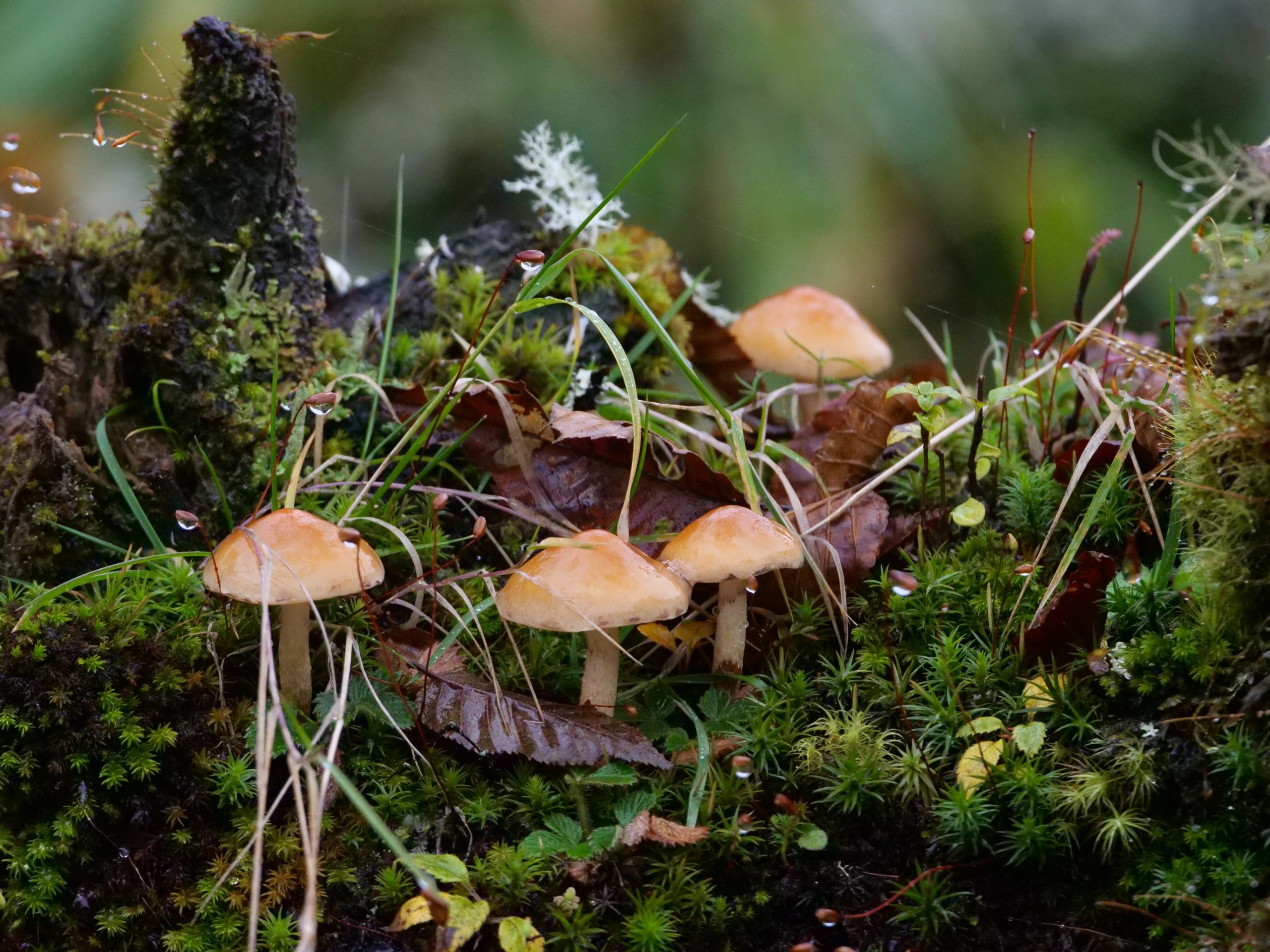 Forest floor, Labahe.