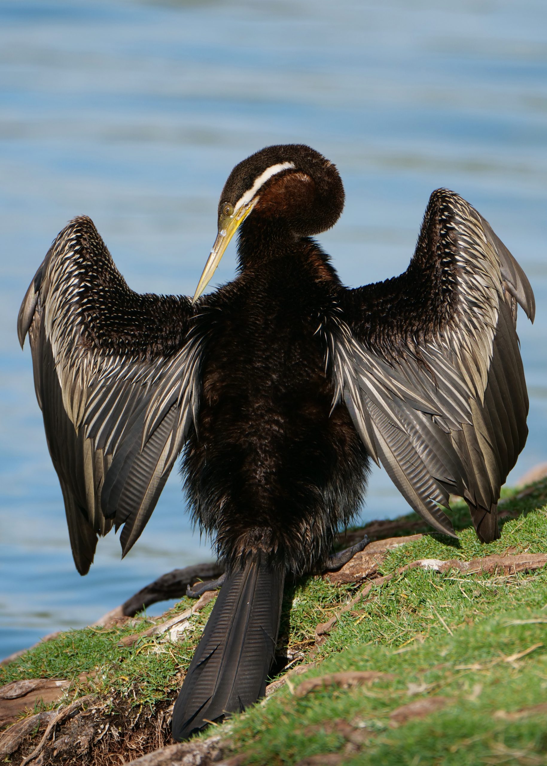 Darter, drying, preening