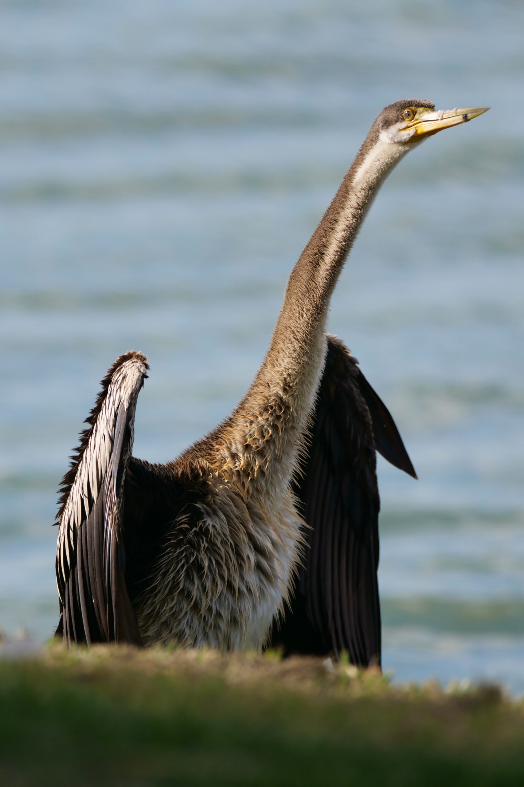 Darter, Lake Monger