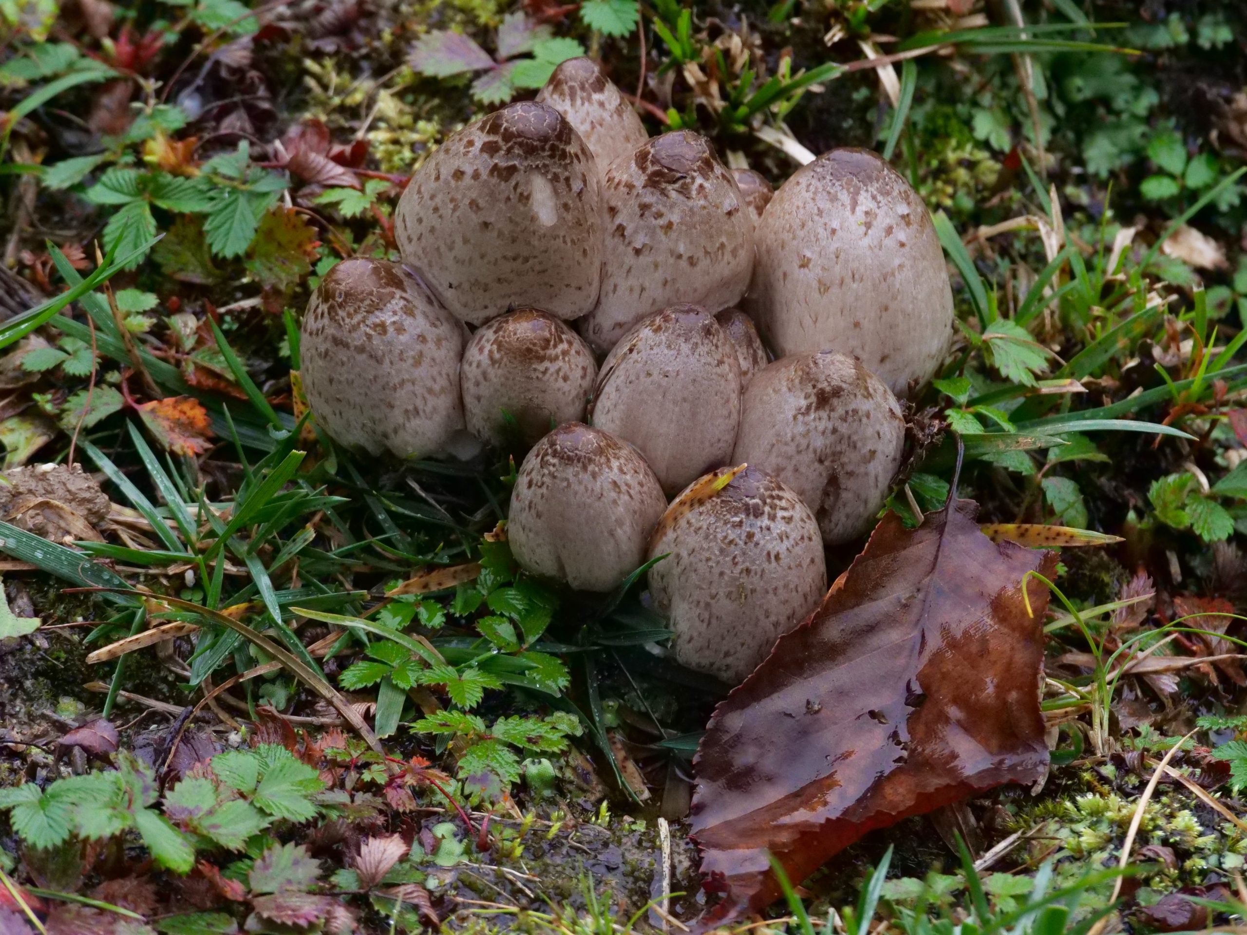 Fungi, Labahe.