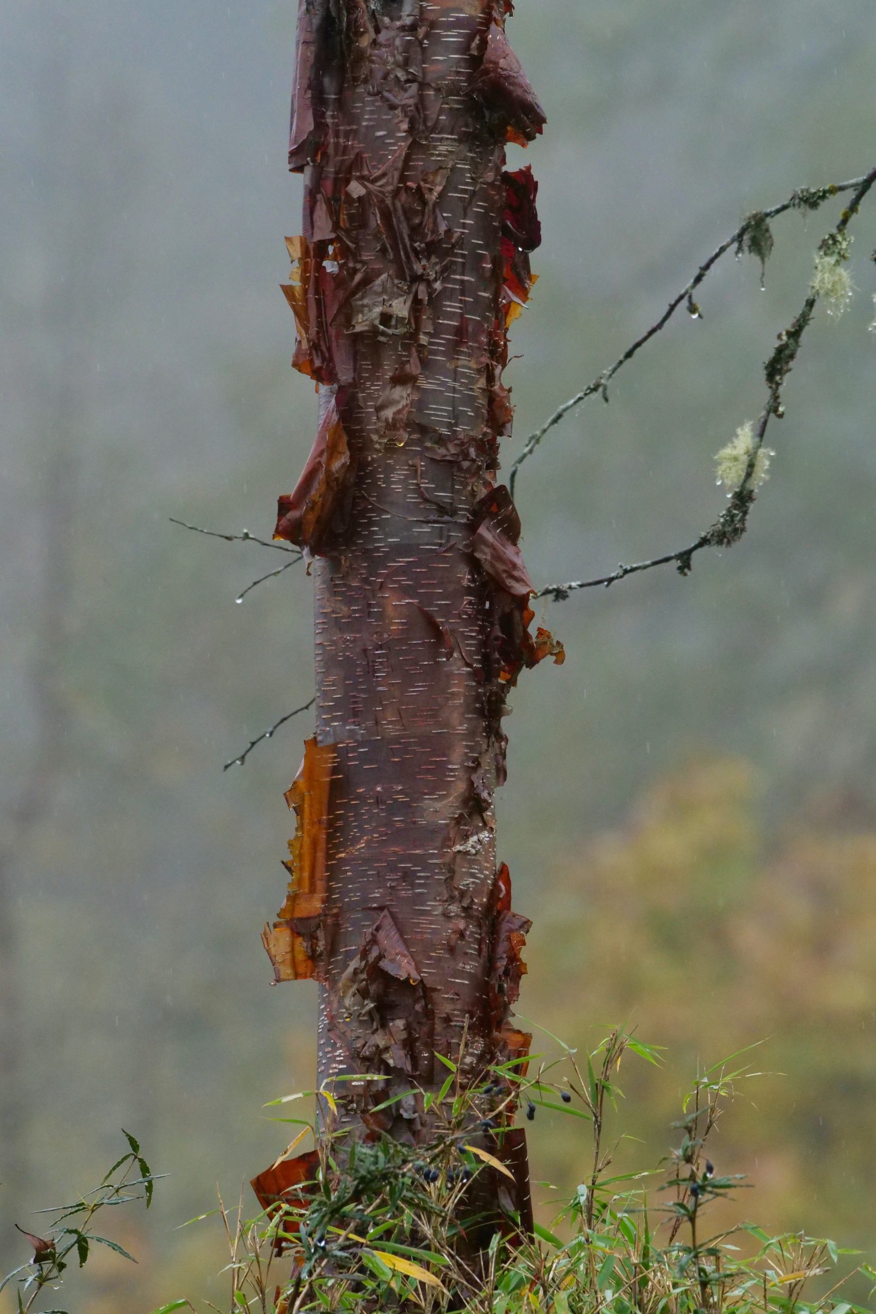 Chinese red birch, Labahe