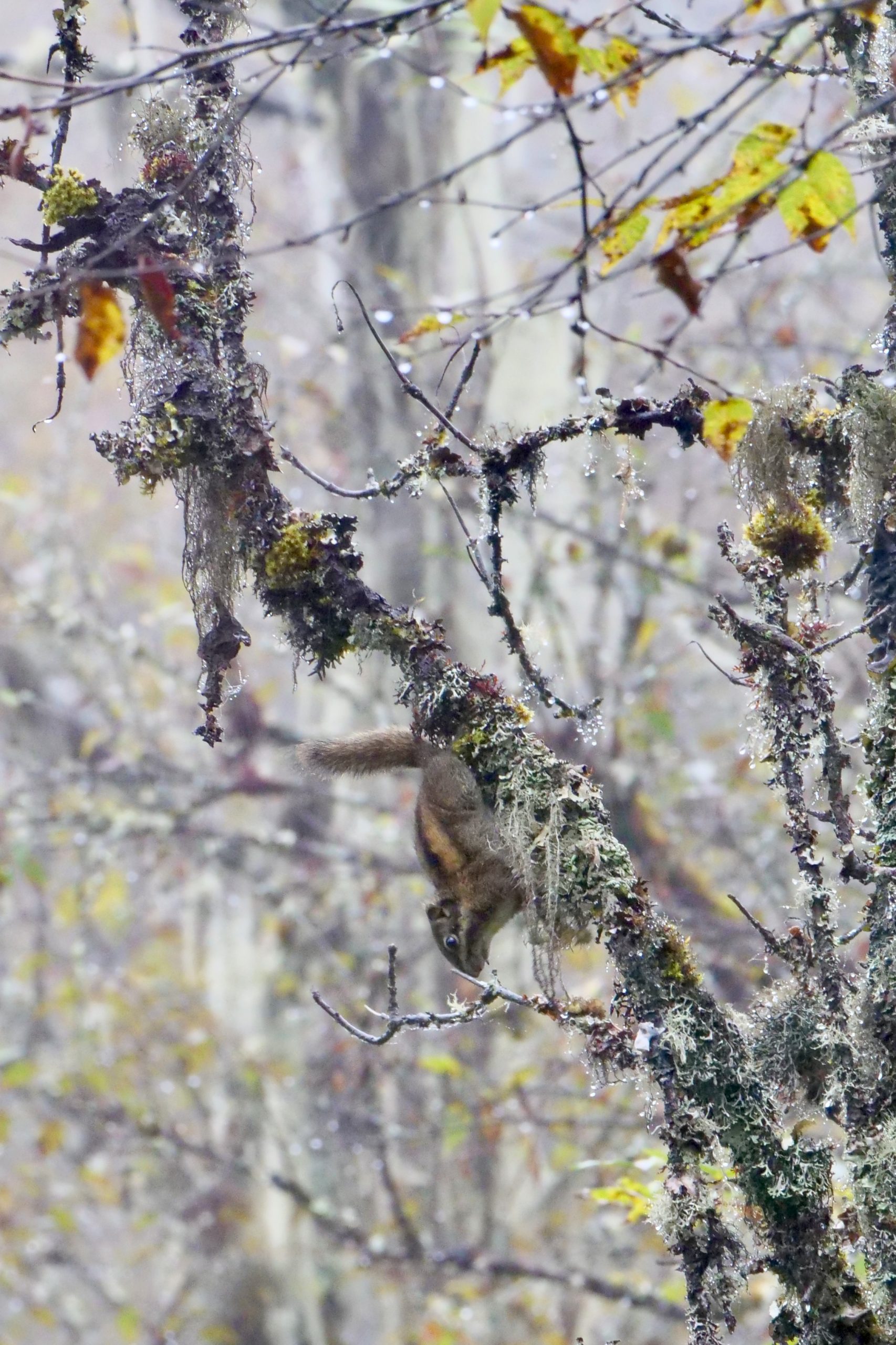 Swinhoe’s striped squirrel, Labahe.