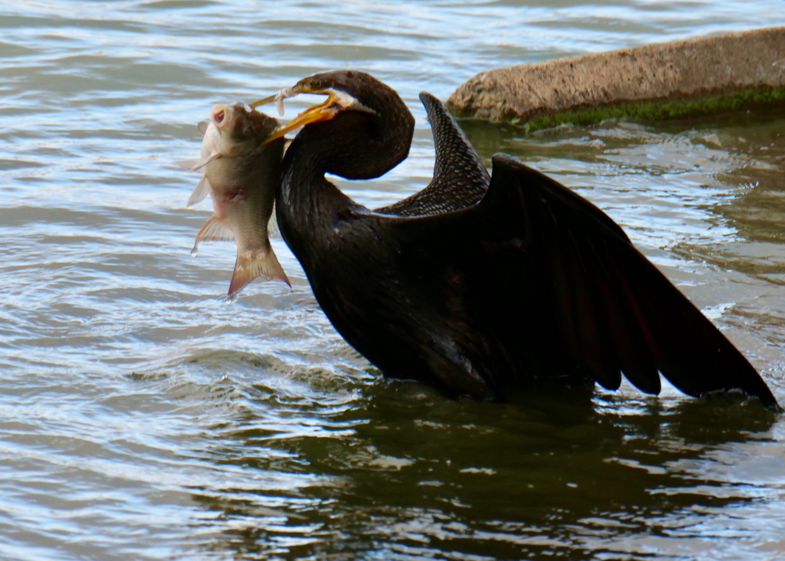 Darter, with fresh catch, Lake Monger