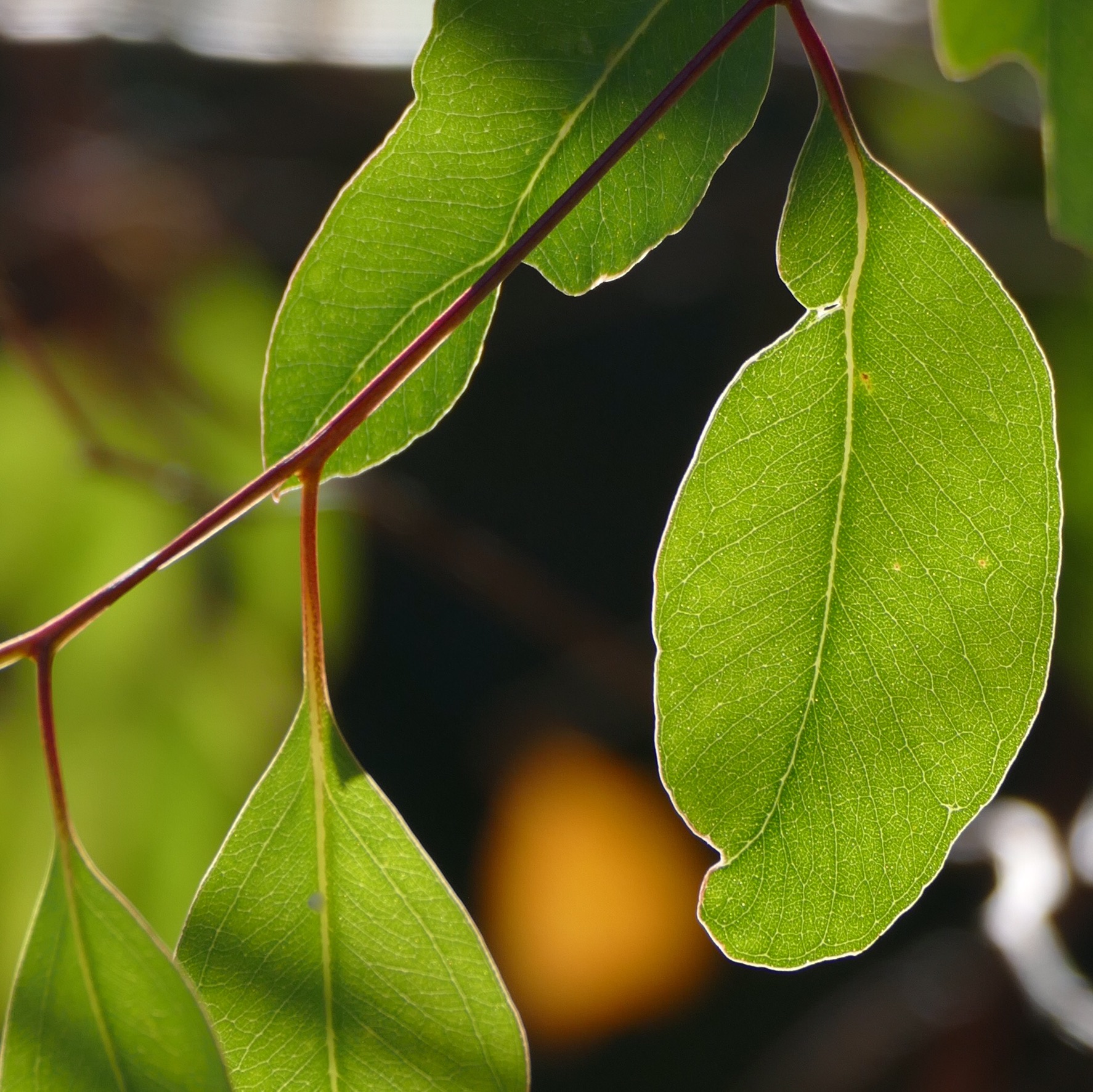 Eucalyptus leaves, Lake Monger