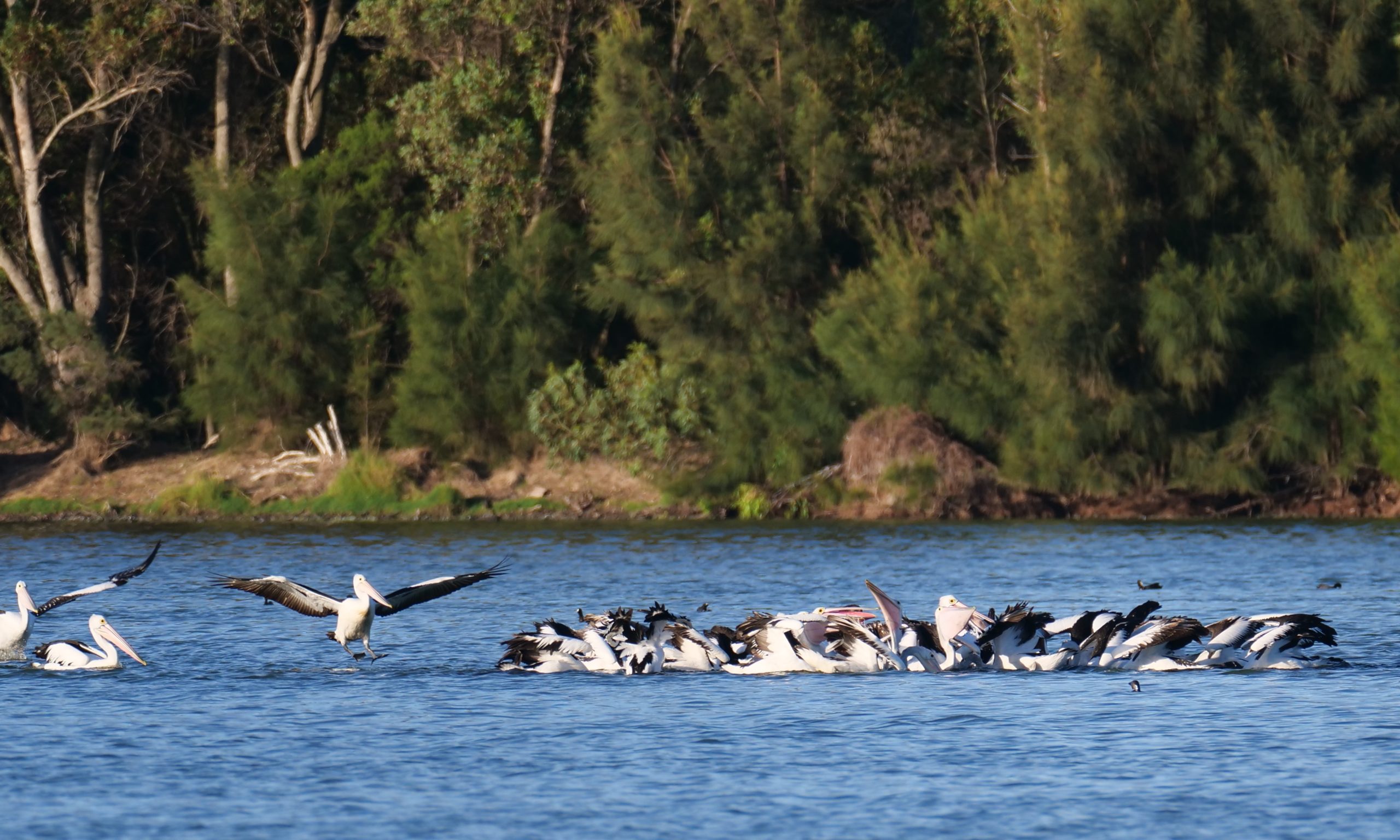 Feeding frenzy, Lake Monger.