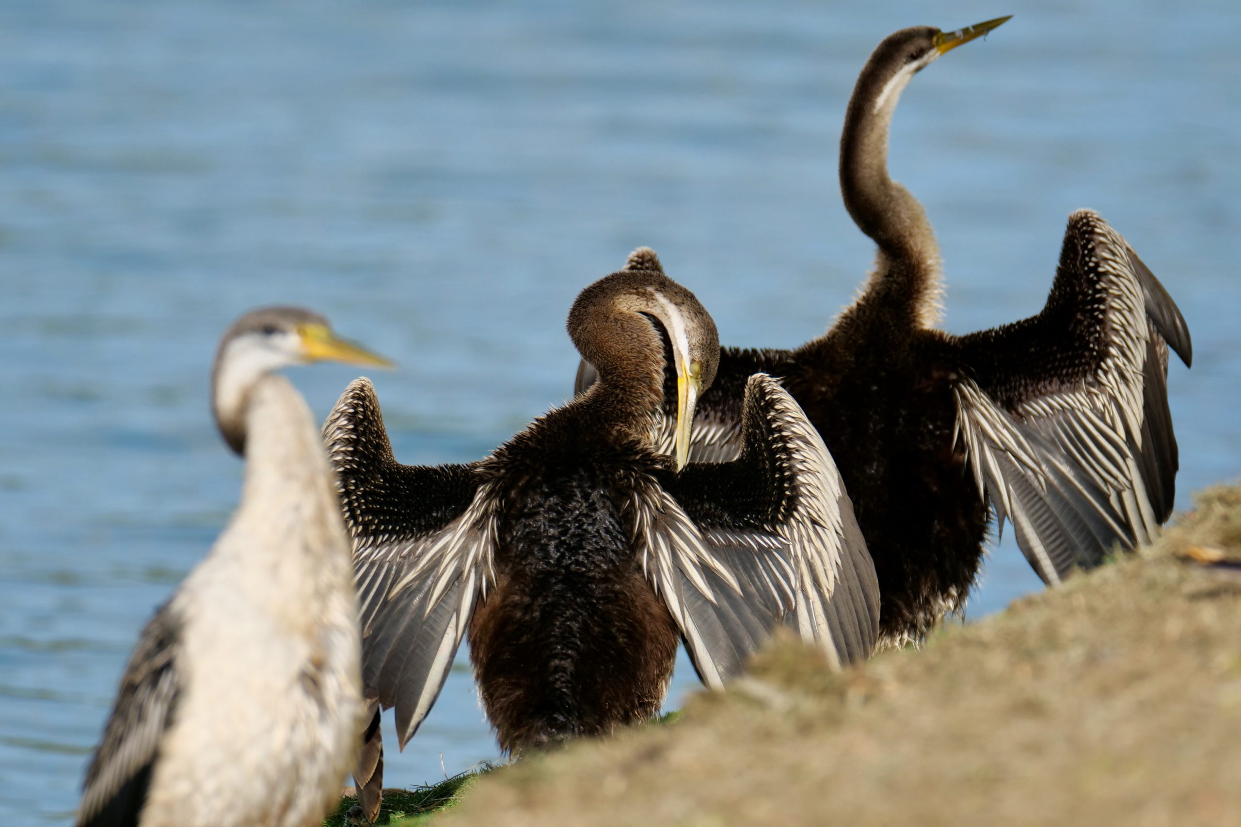 Darters, Lake Monger