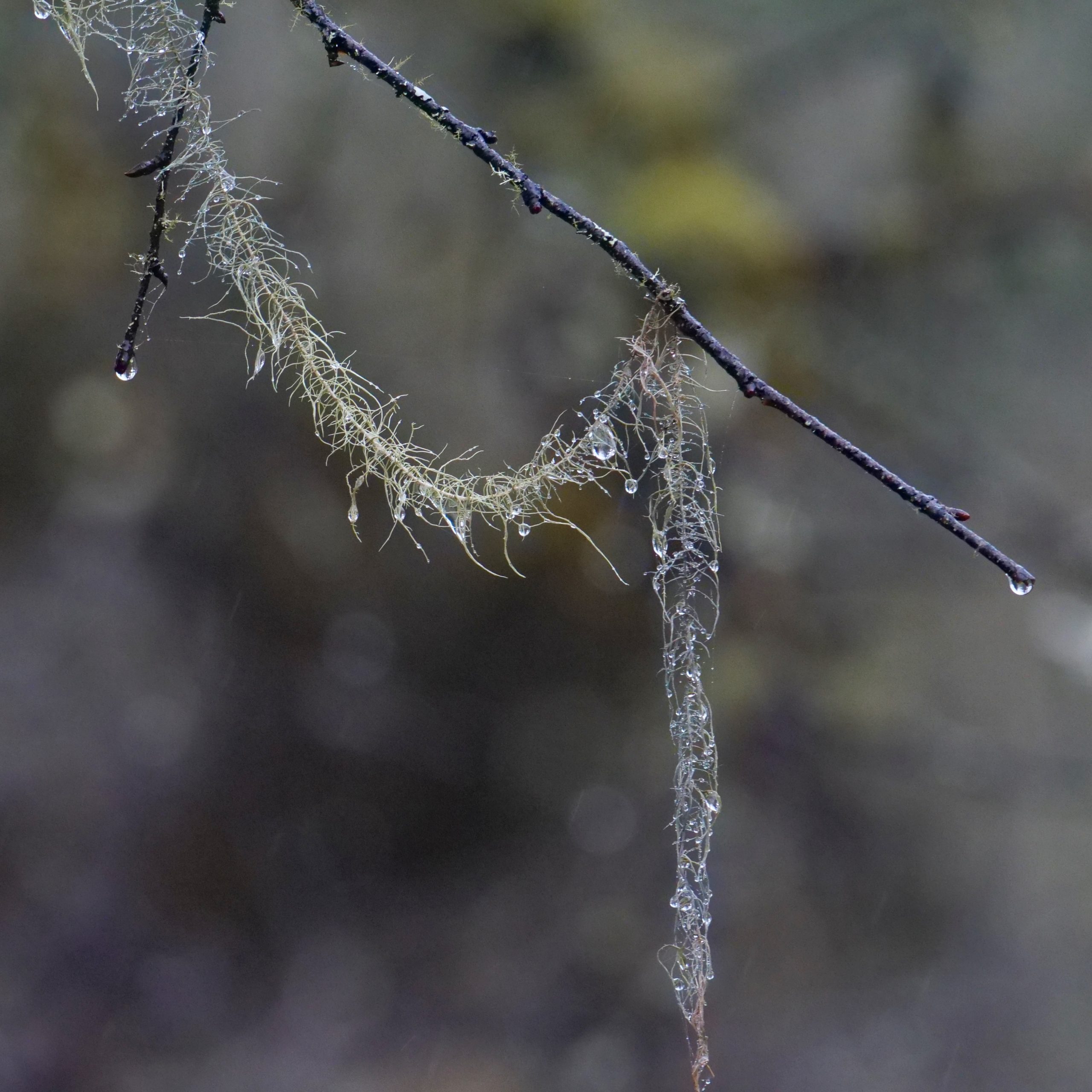 Lichen, Labahe.