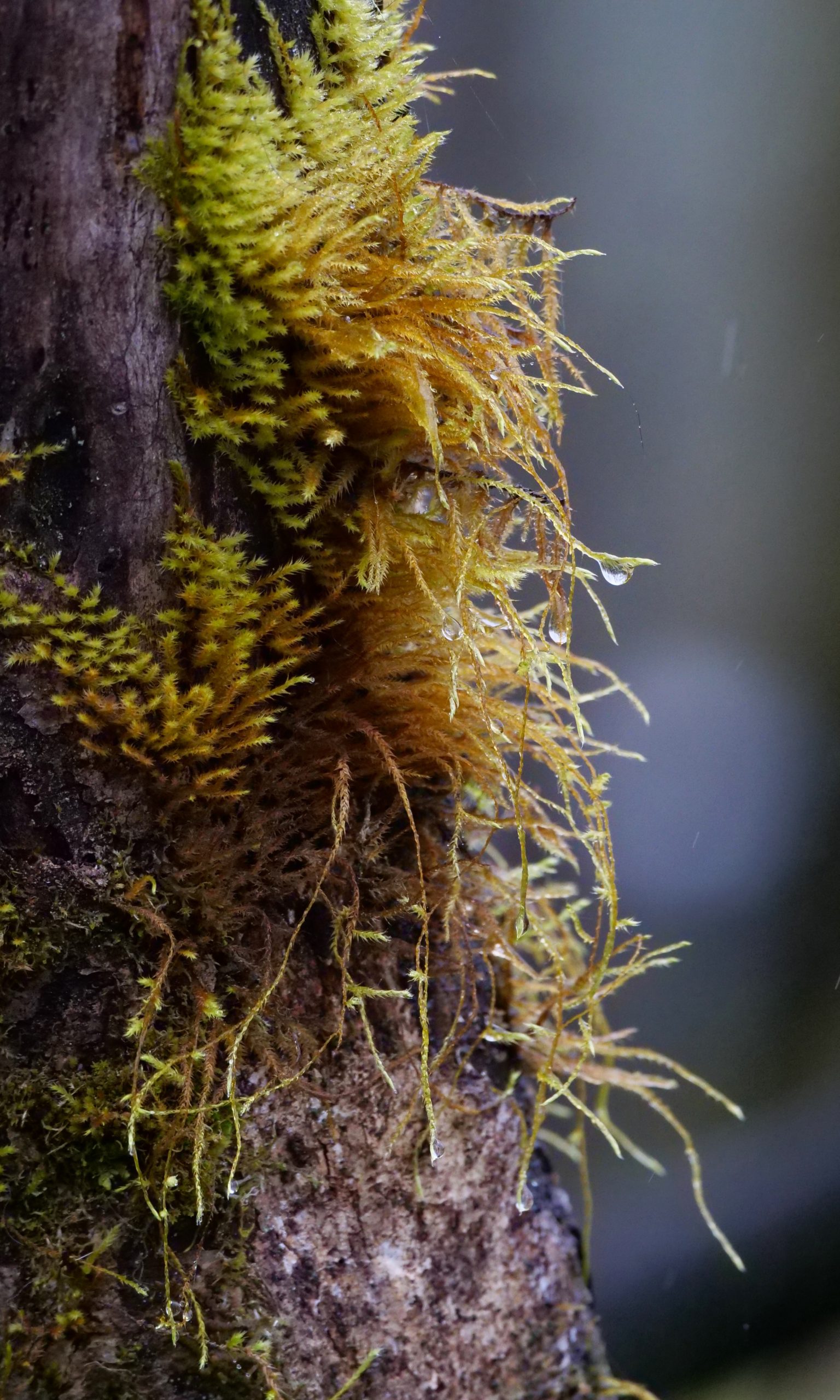 Moss, lichen, living tree, Labahe.