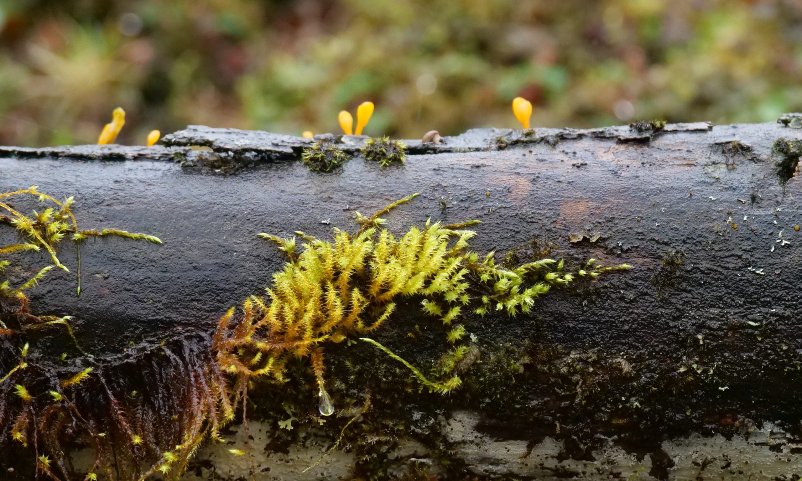 Life on fallen,”dead” tree, Labahe