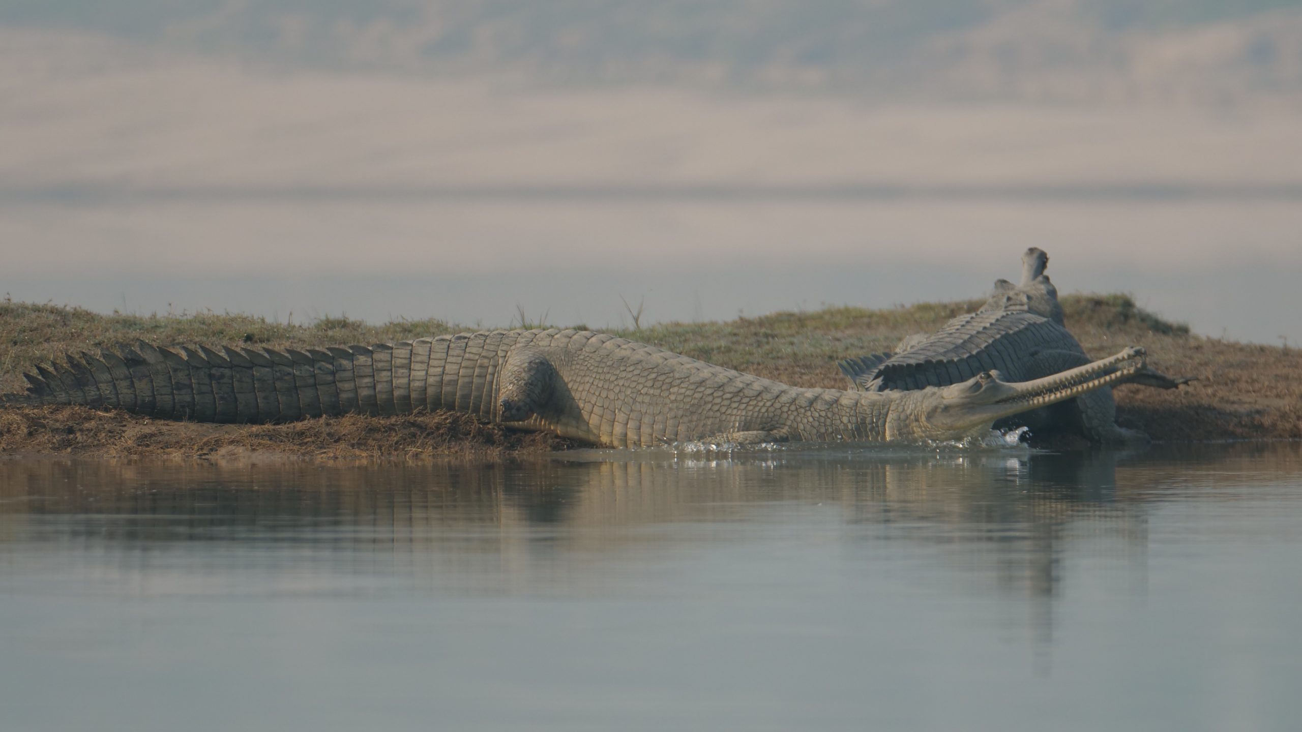 Gharials, Chambal River.