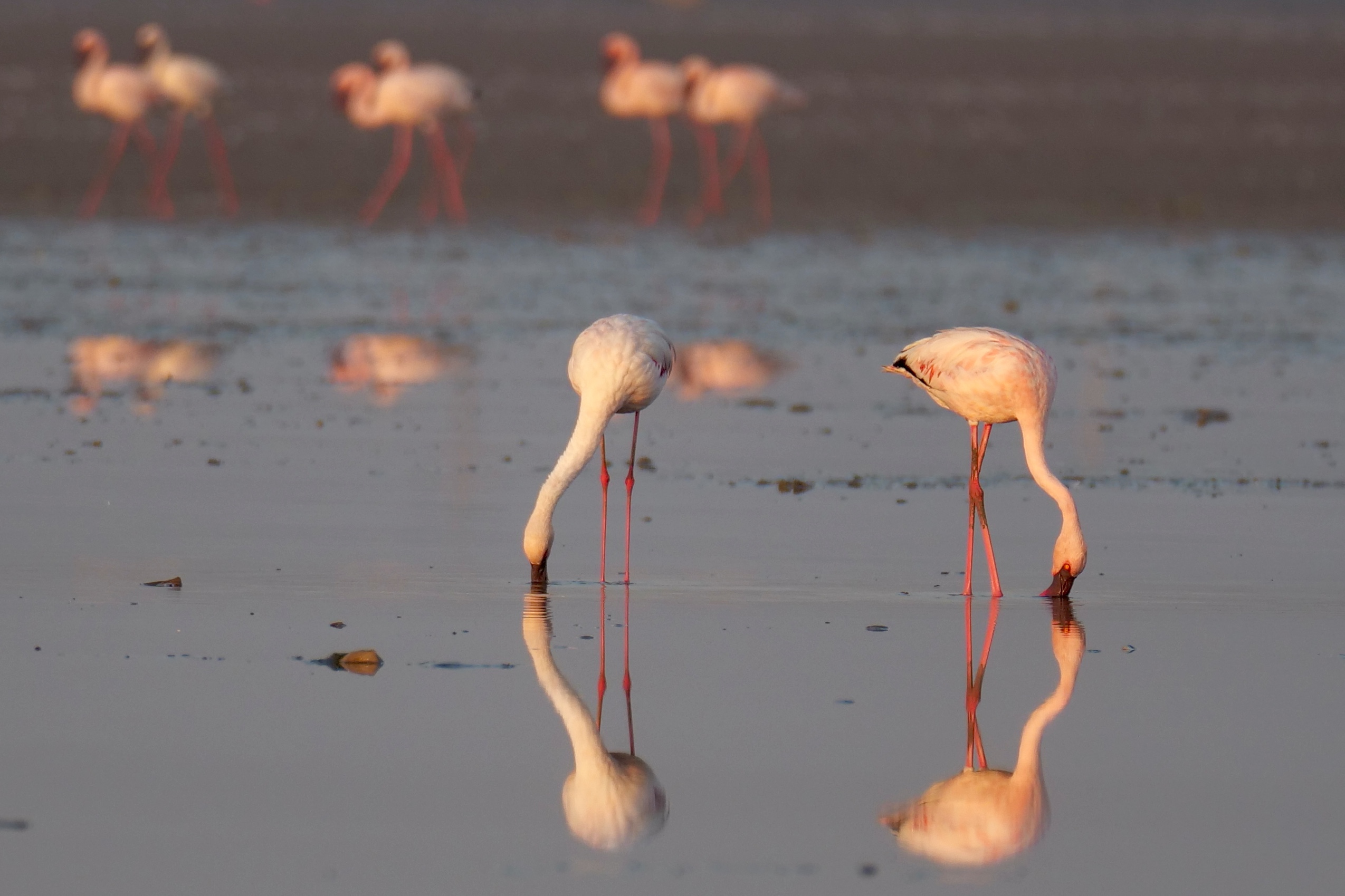 Flamingos, Jamnagar, Gujurat