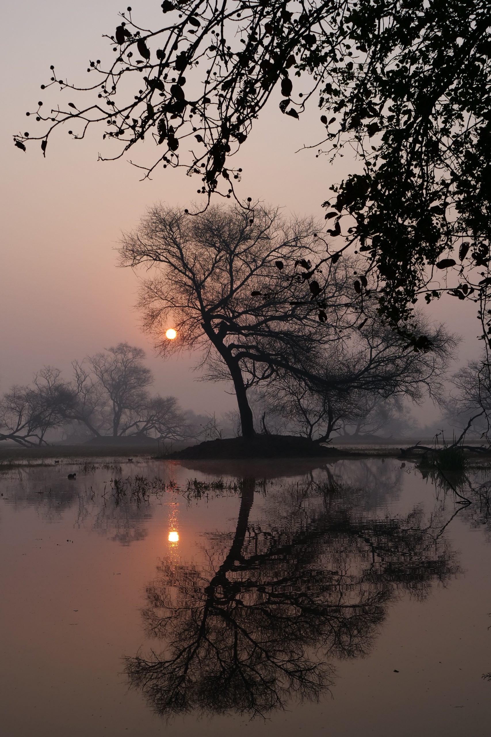 Bharatpur wetland, winter morning, early.