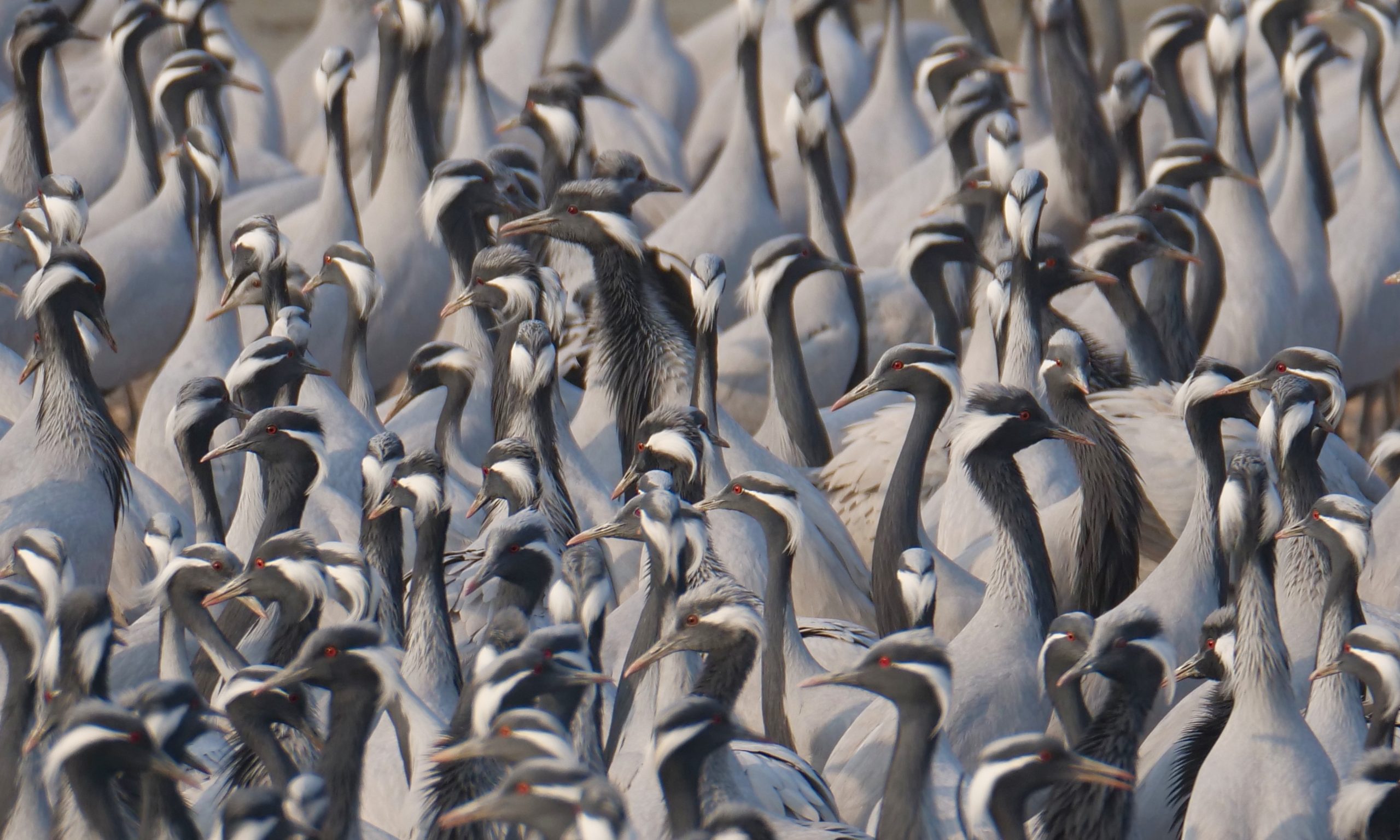 Demoiselle Cranes, Khichan, Rajahstan.