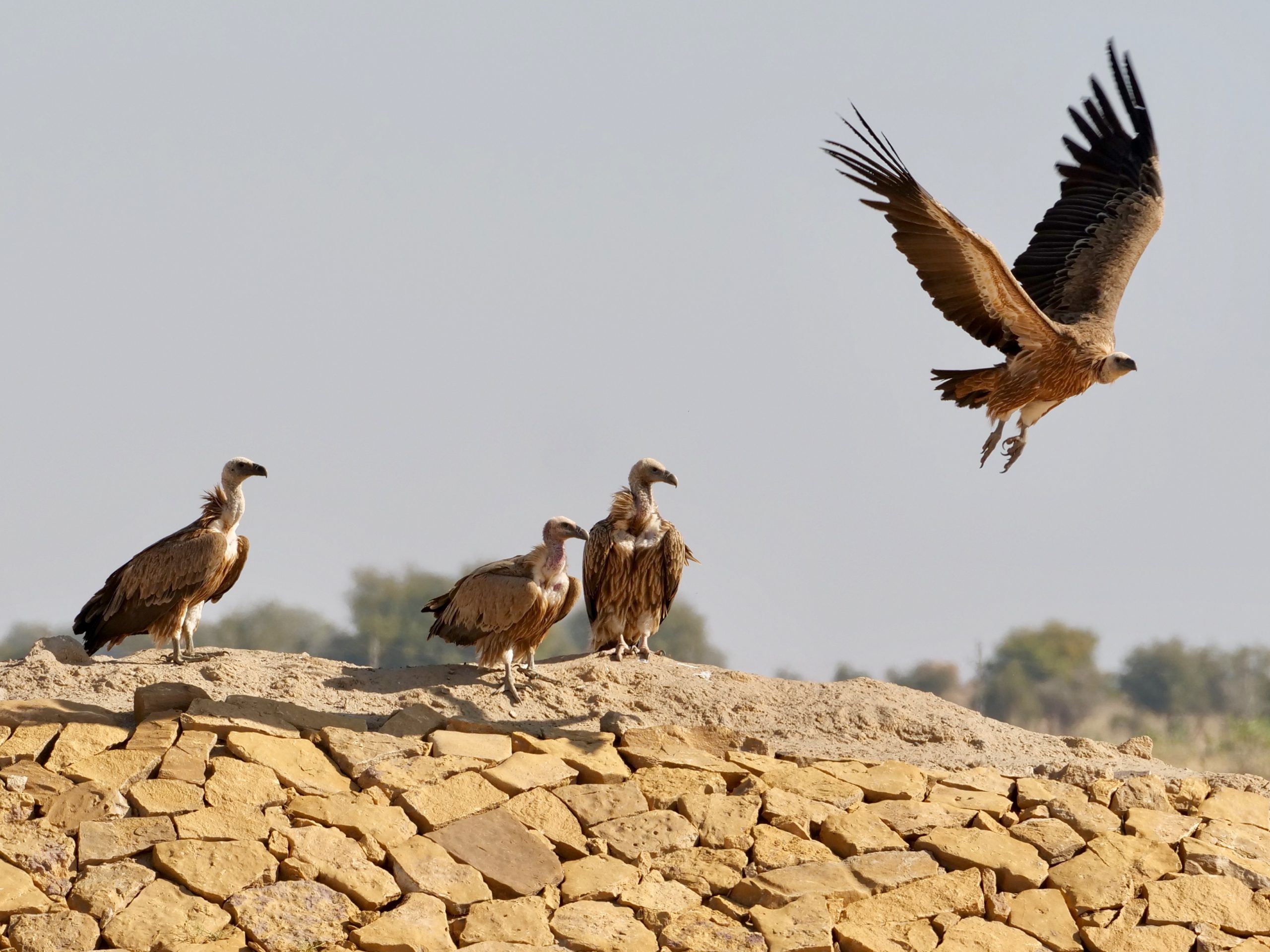 Griffon Vultures, Thar Desert