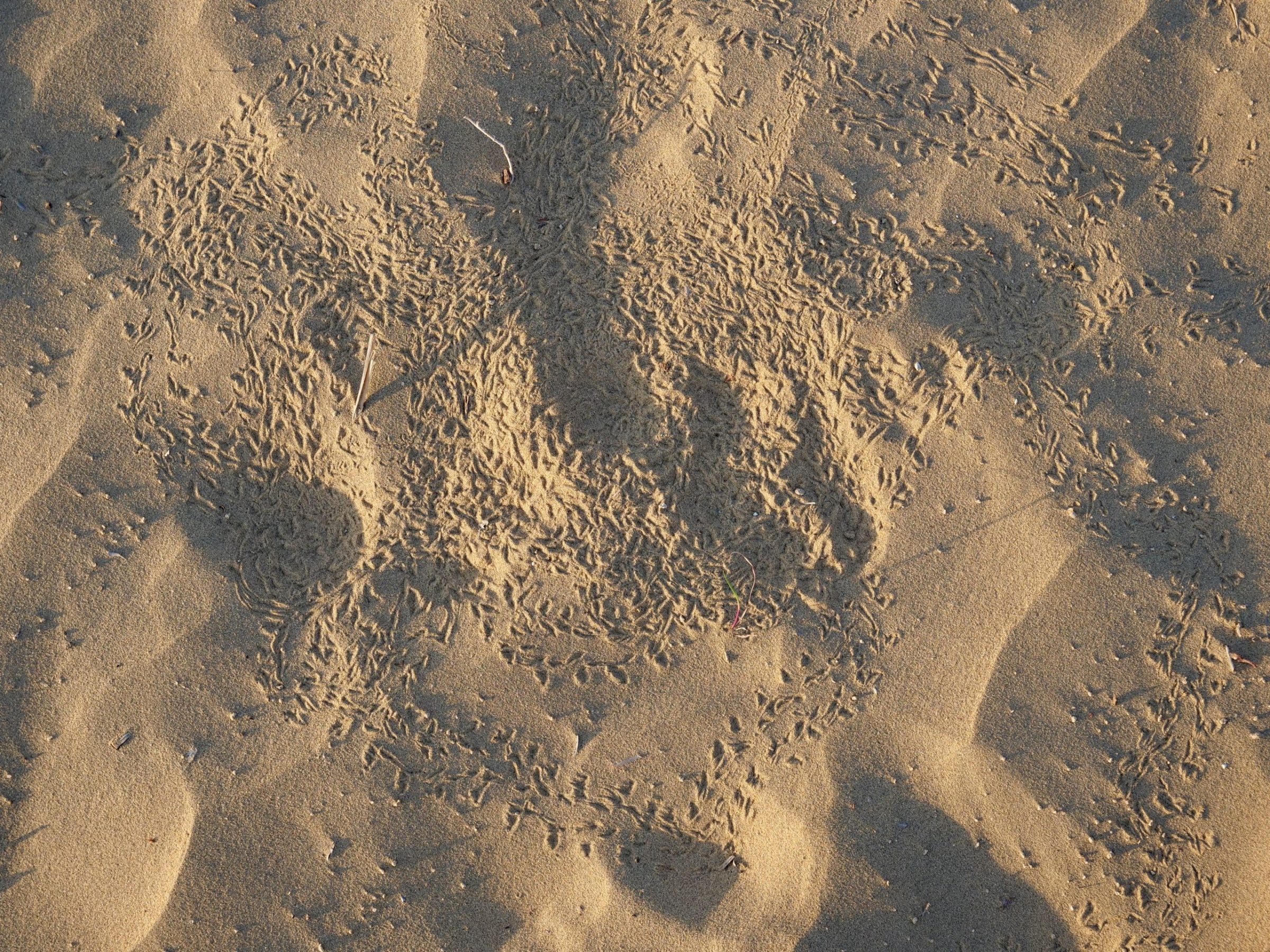 Birdprints, Thar Desert