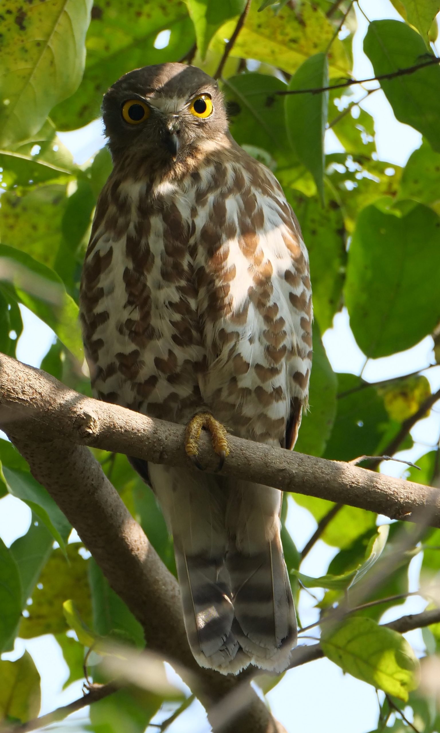 Brown Hawk-Owl