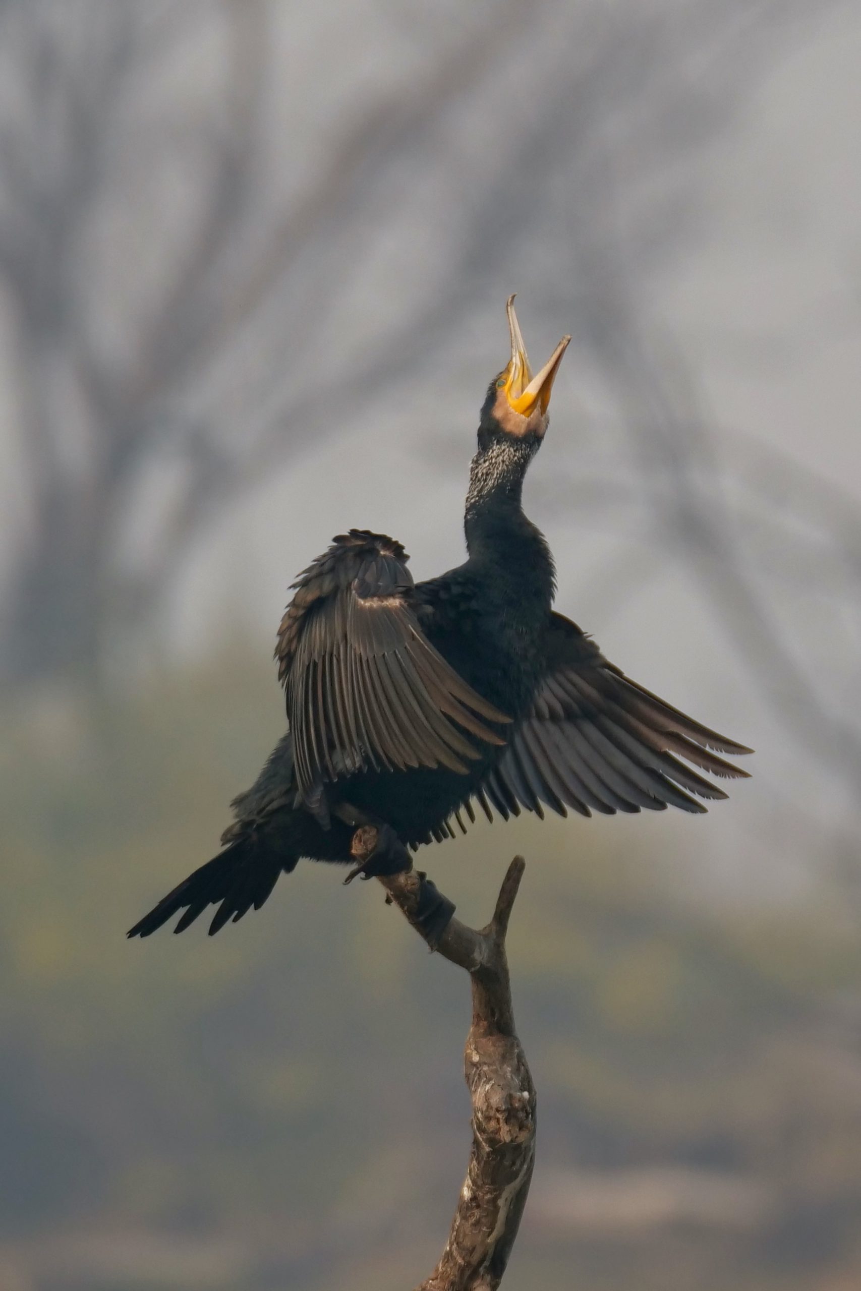 Great Cormorant, Bharatpur