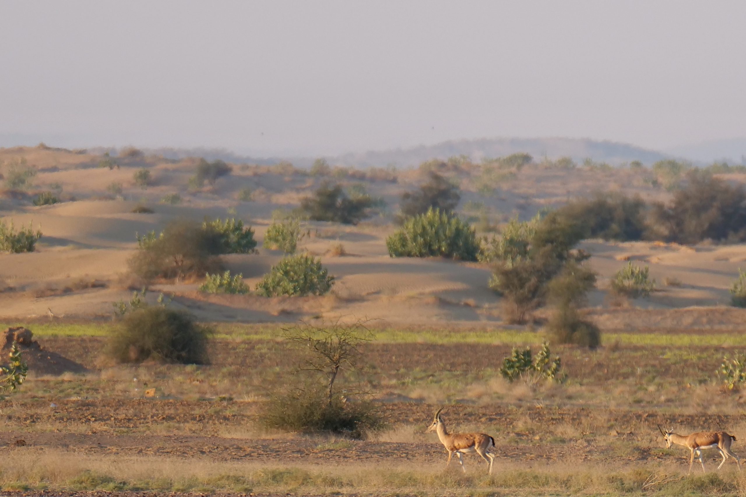 Chinkara, Thar Desert