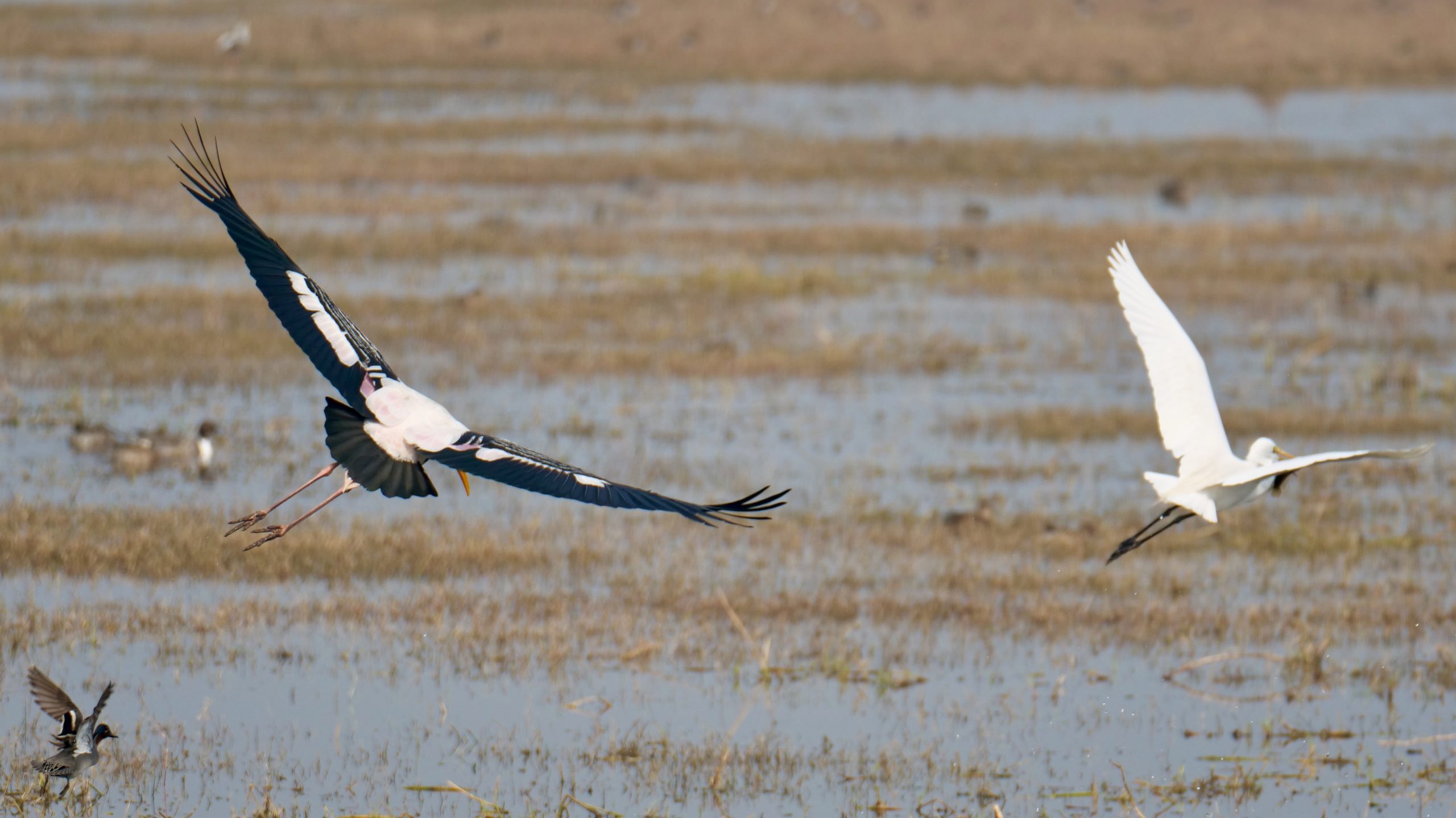 Painted stork, egret