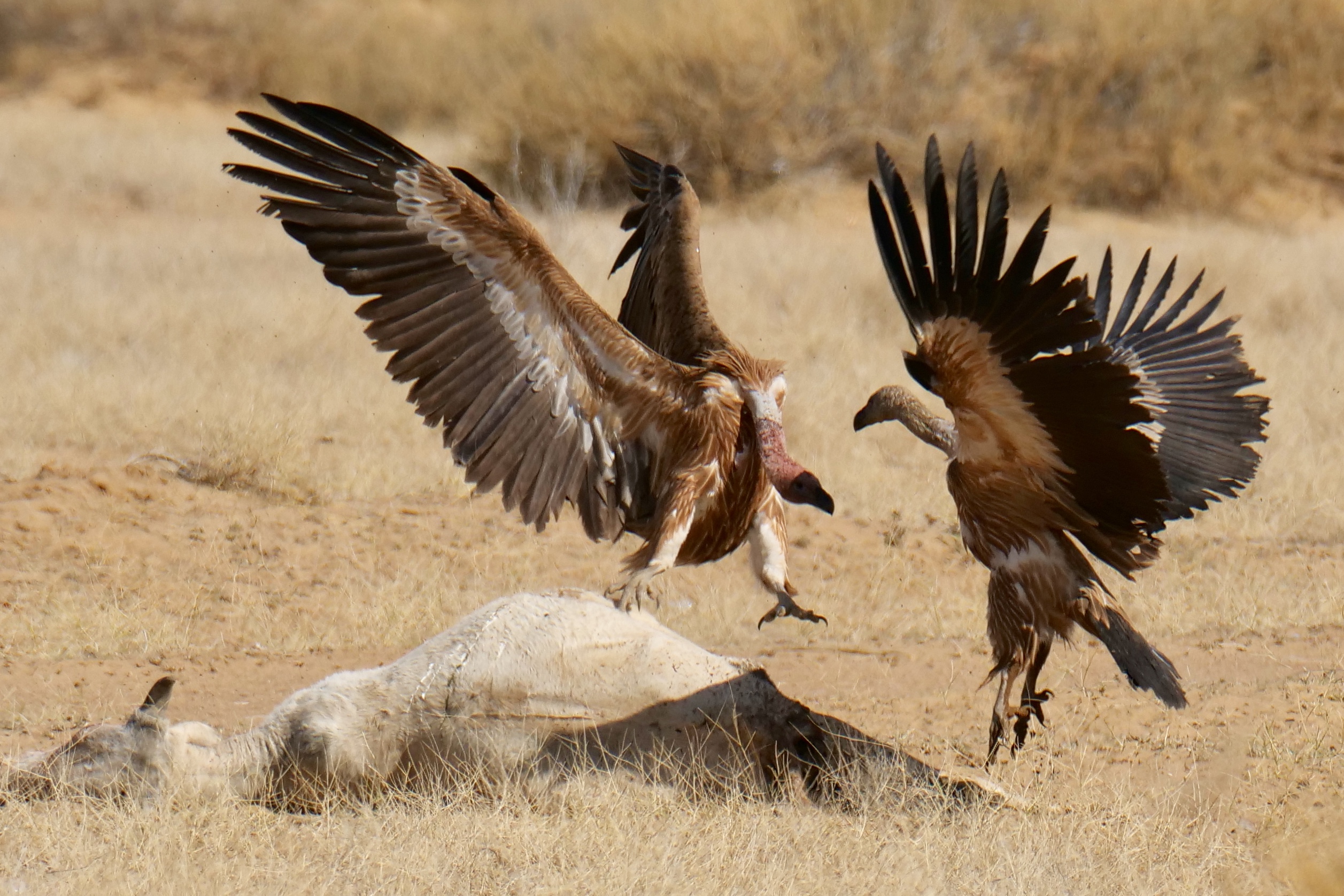 Griffon Vultures, fighting