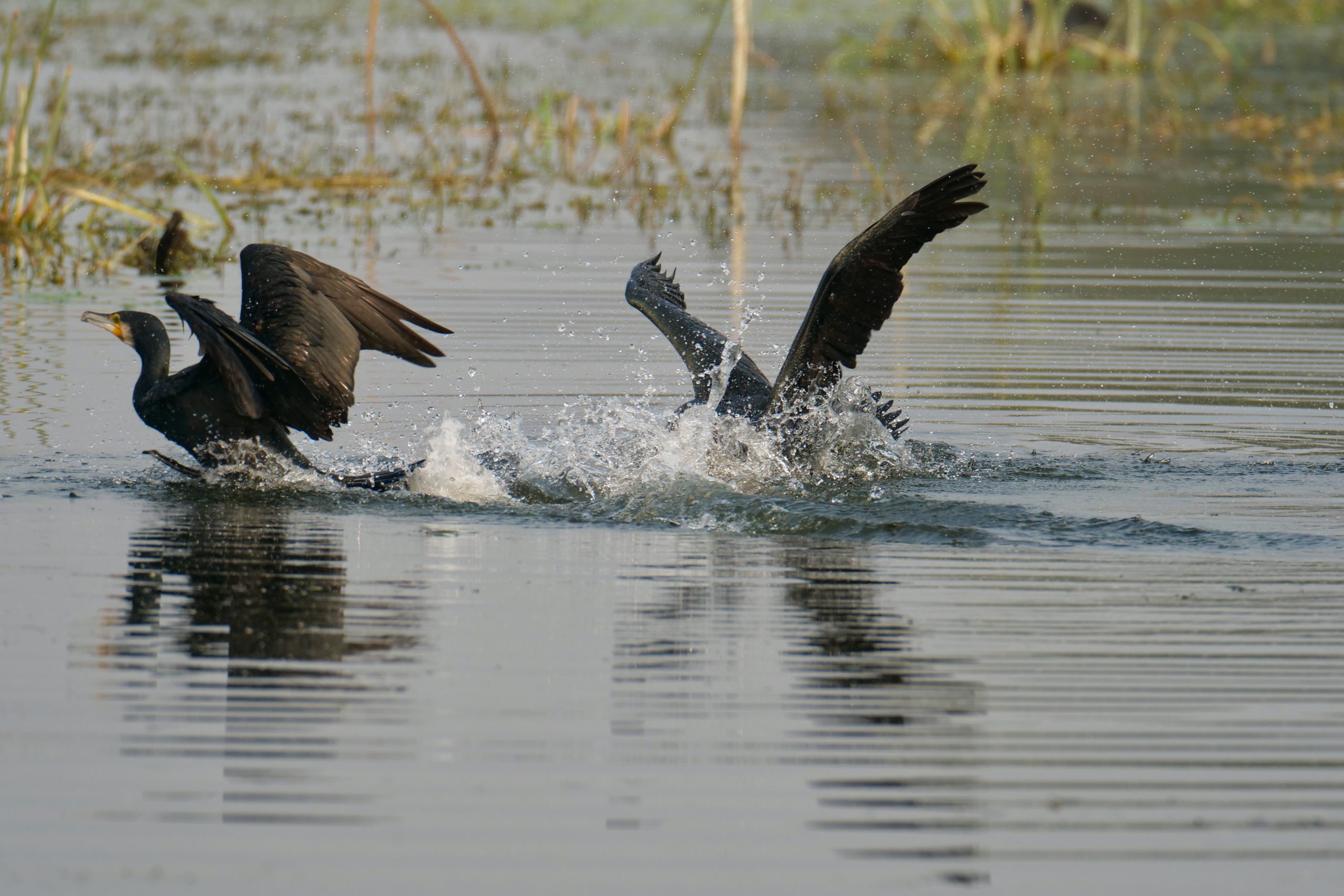 Cormorants: thief arrives