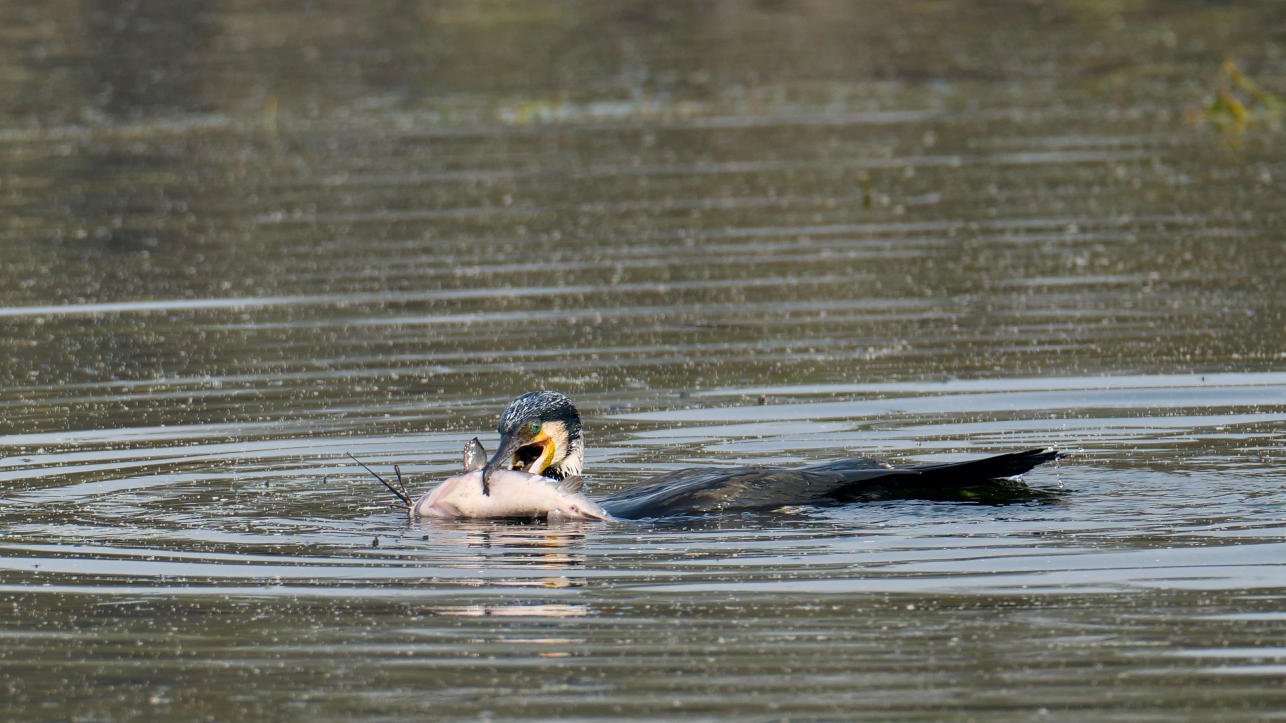 Cormorant, catfish (2)