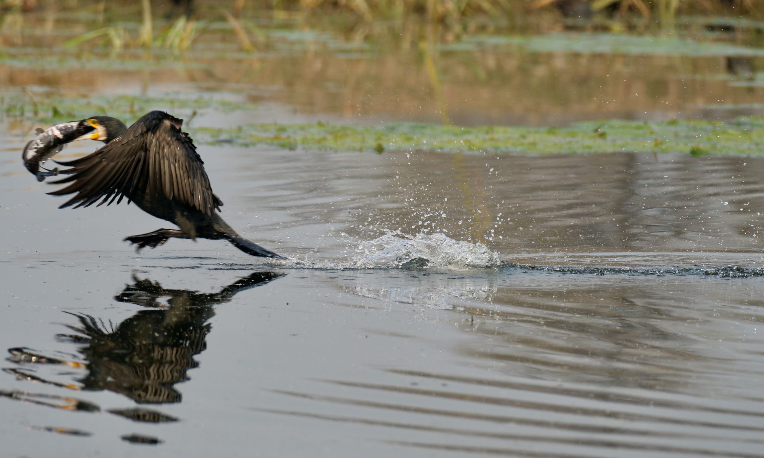 Thieving Cormorant, with booty