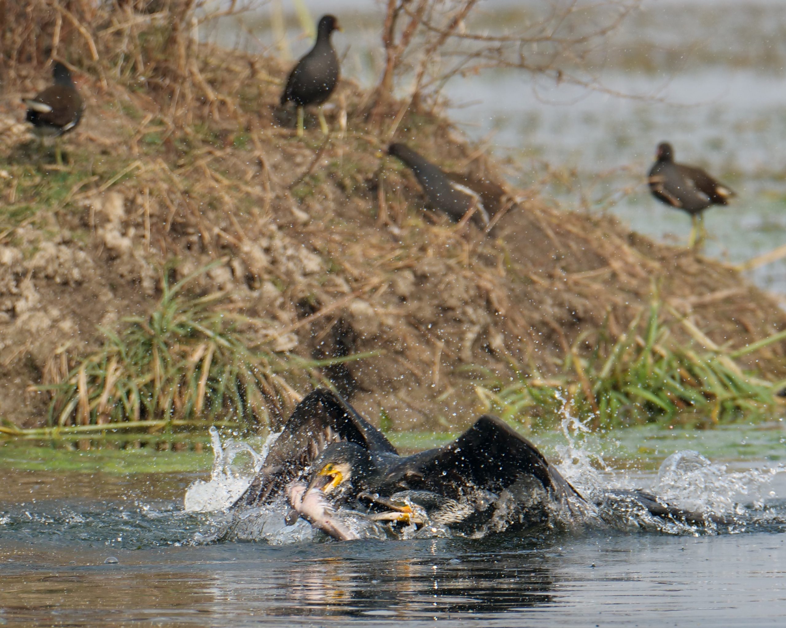Cormorants fighting over a catfish